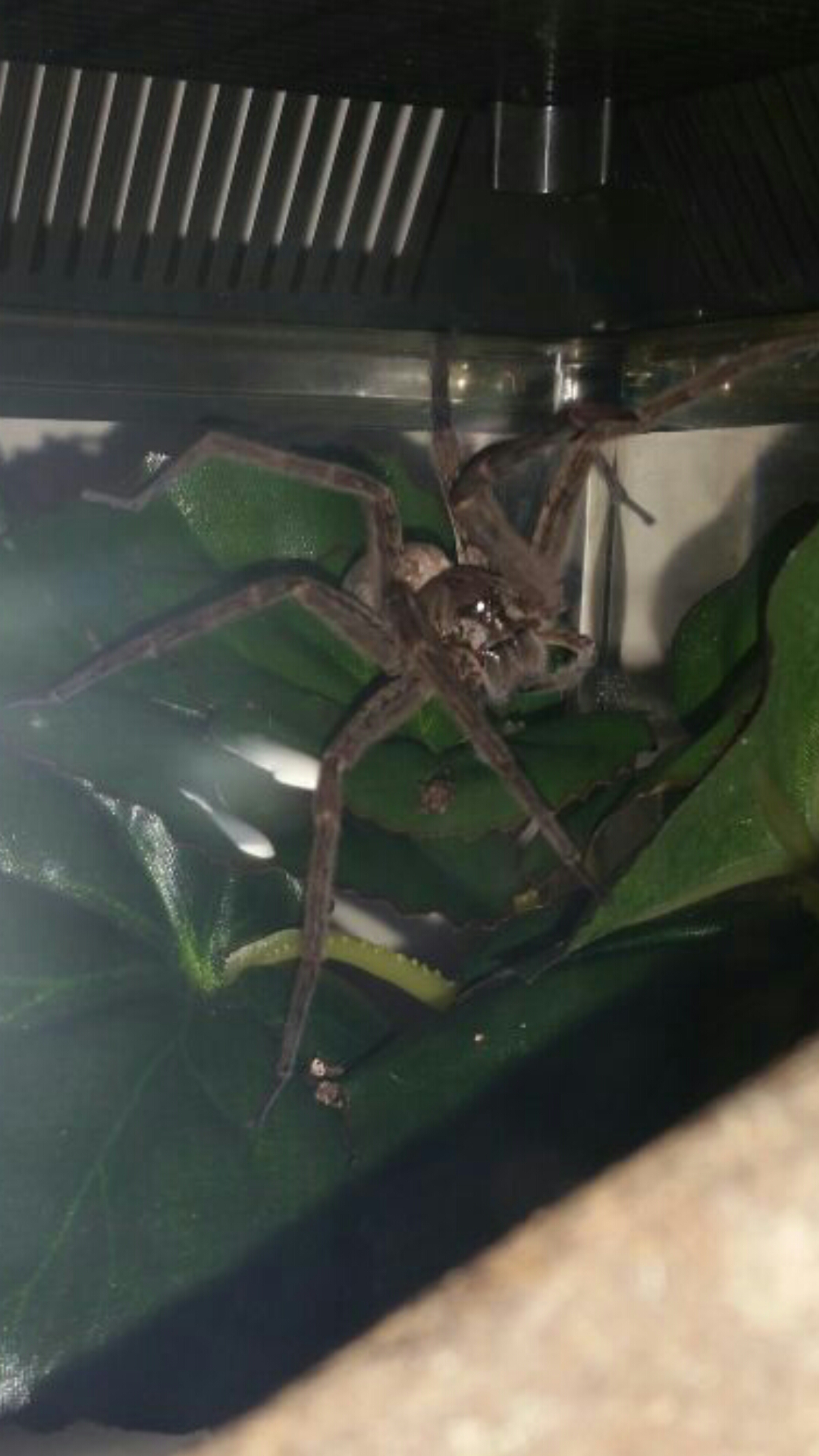 dolomedes okefinokensis (pic 1)