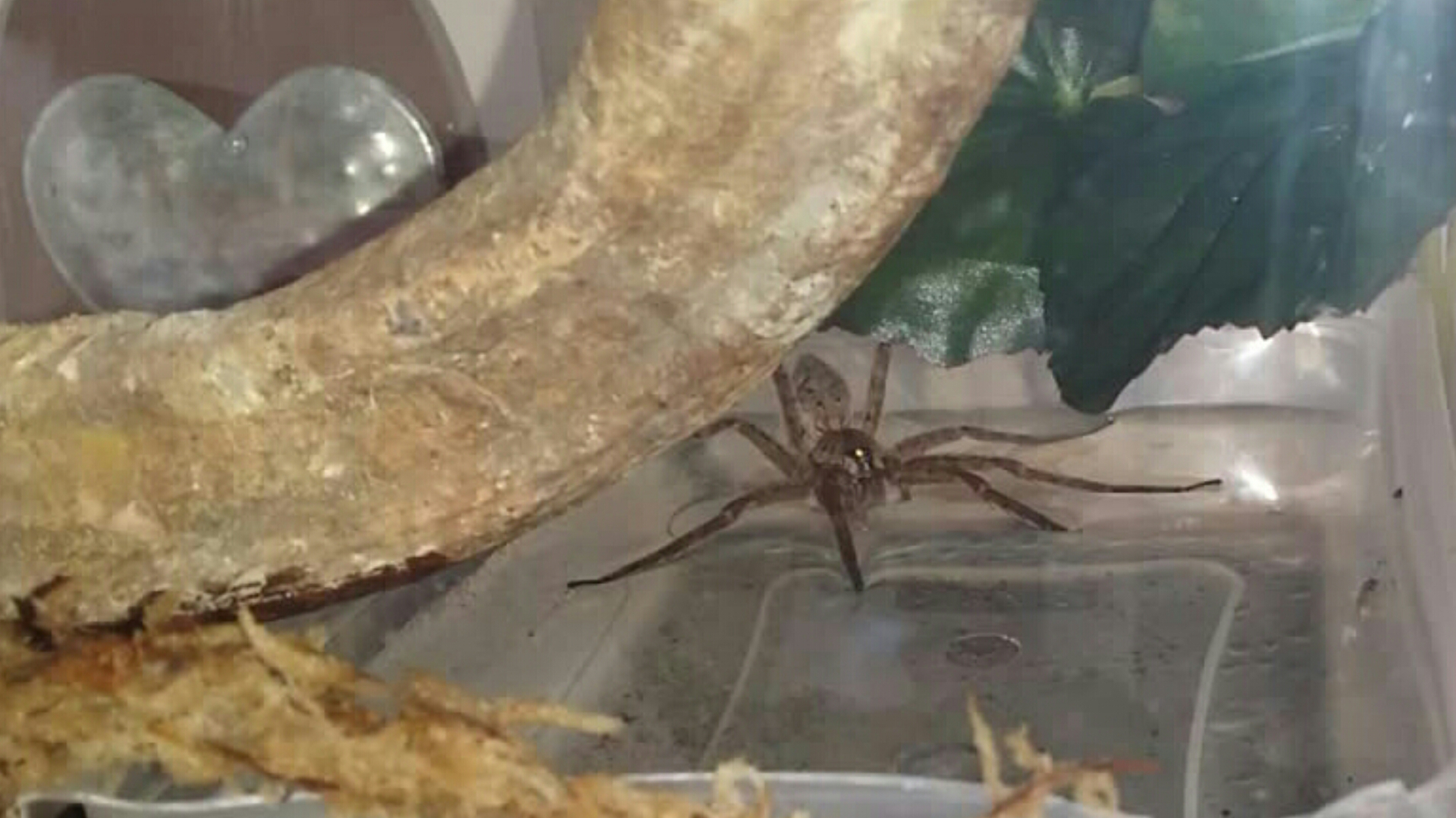 dolomedes okefinokensis (pic 2)