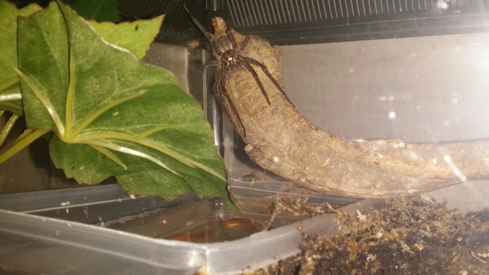 dolomedes okefinokensis ( pic 3)
