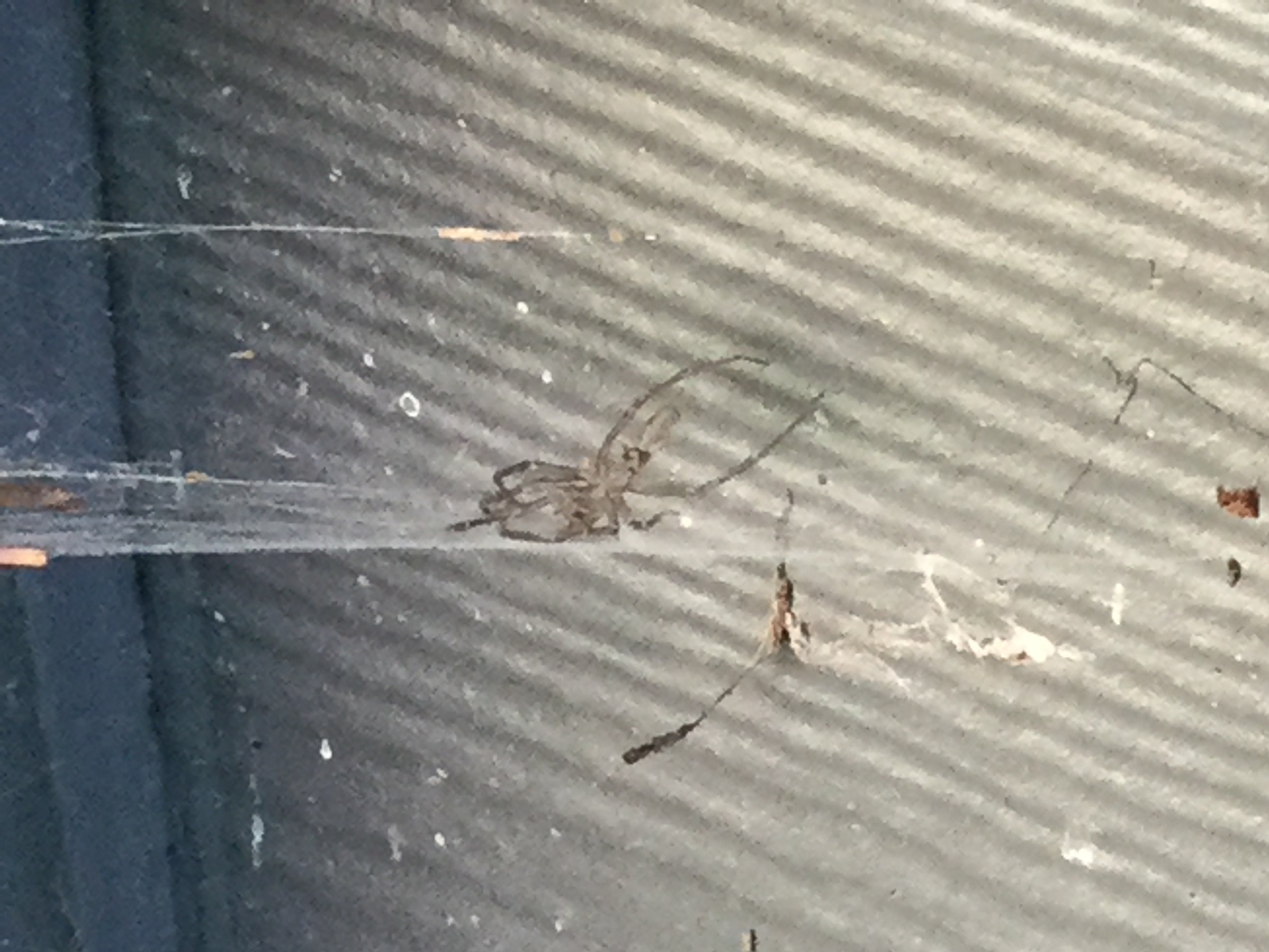 Don’t even know if this is a spider or a moult XD