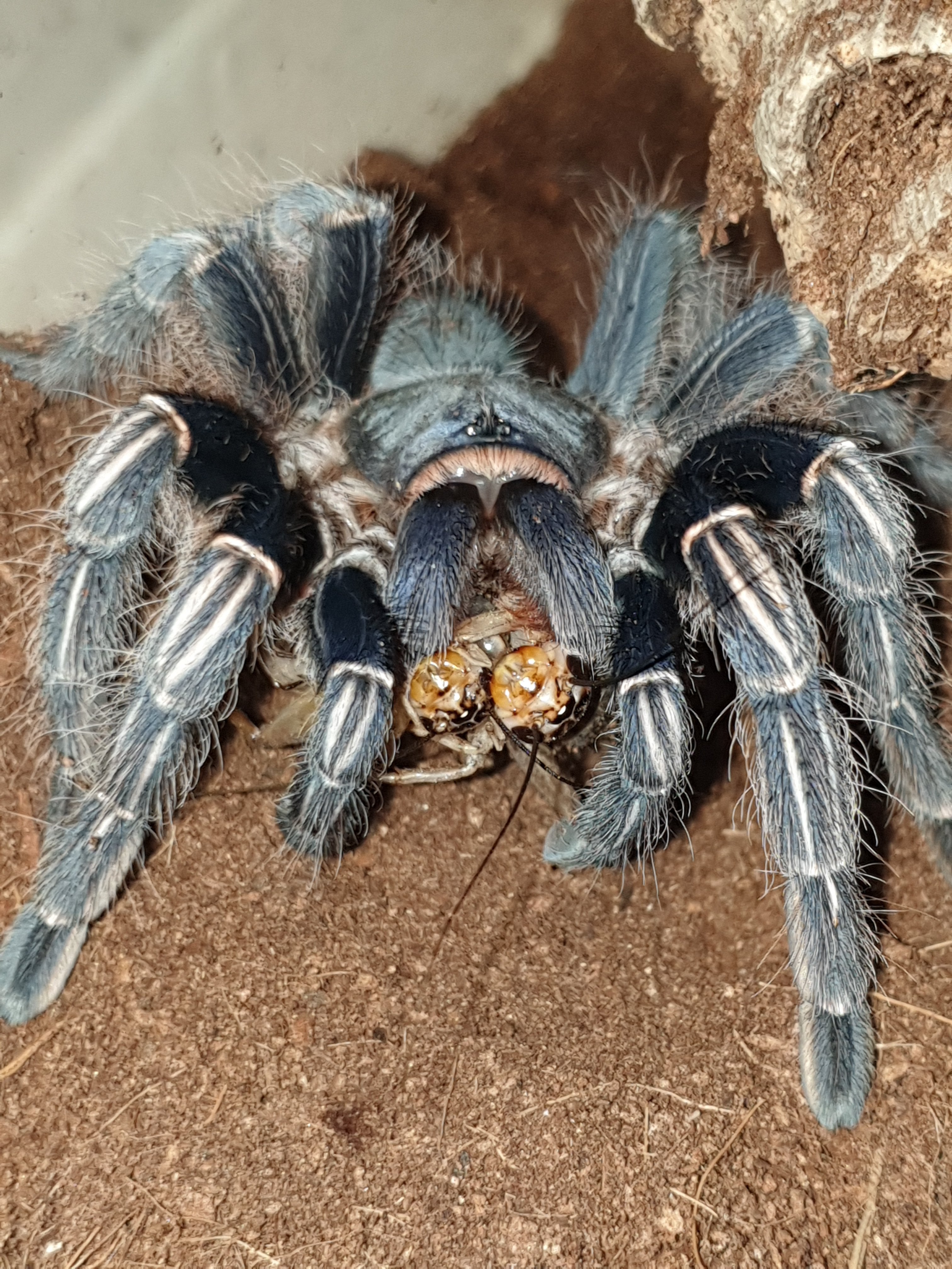 Double header (literally)