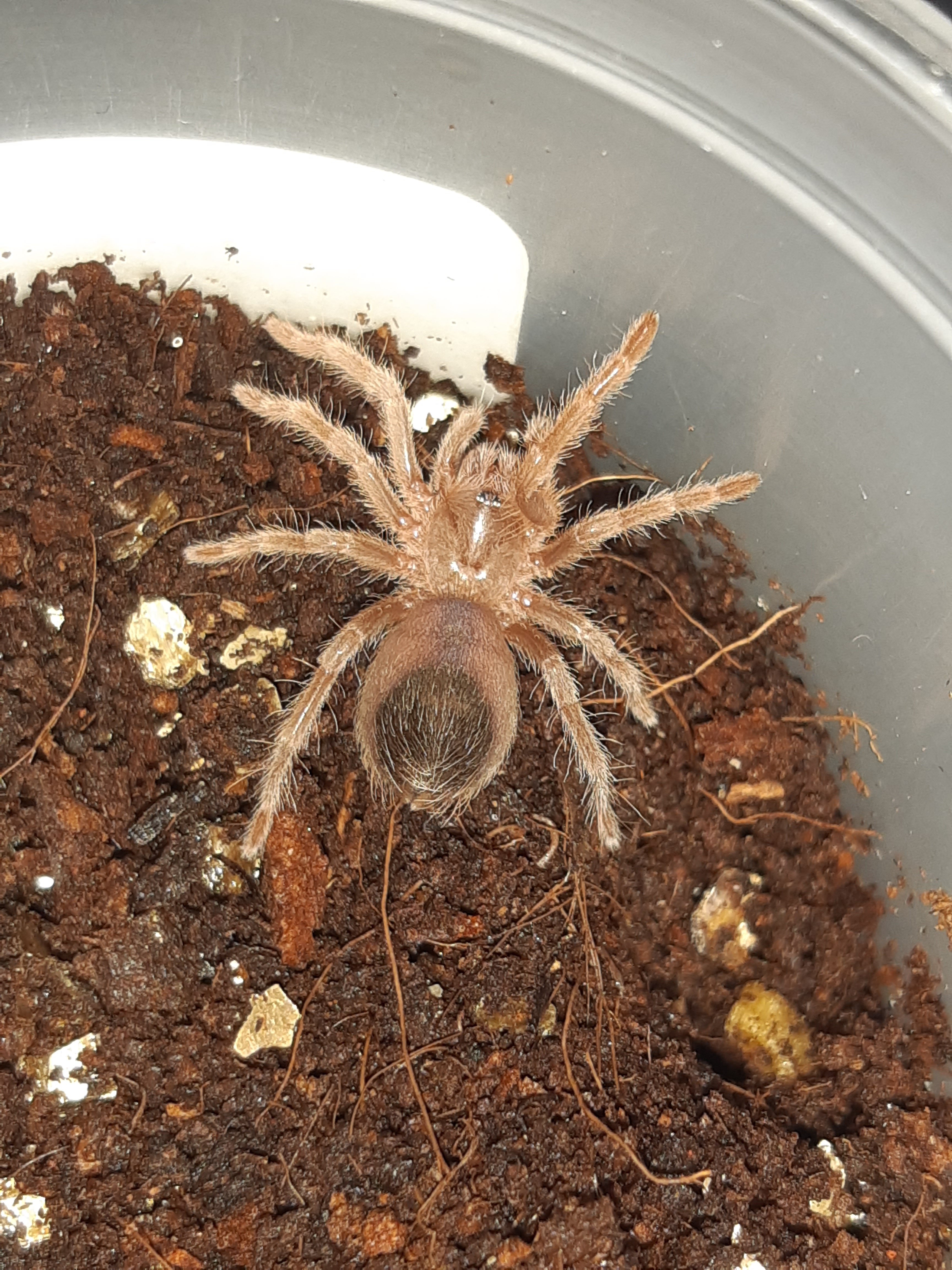 E.campestratus sling