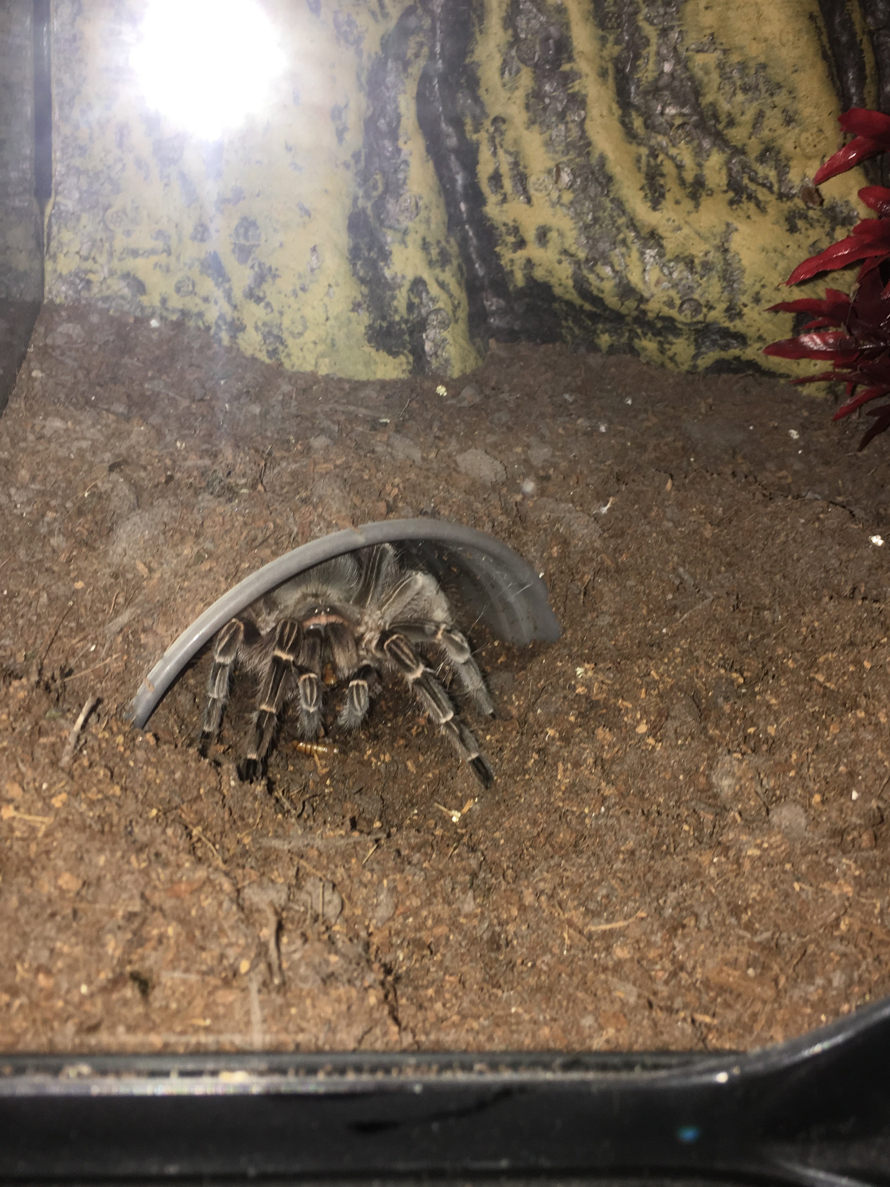 E Campestratus