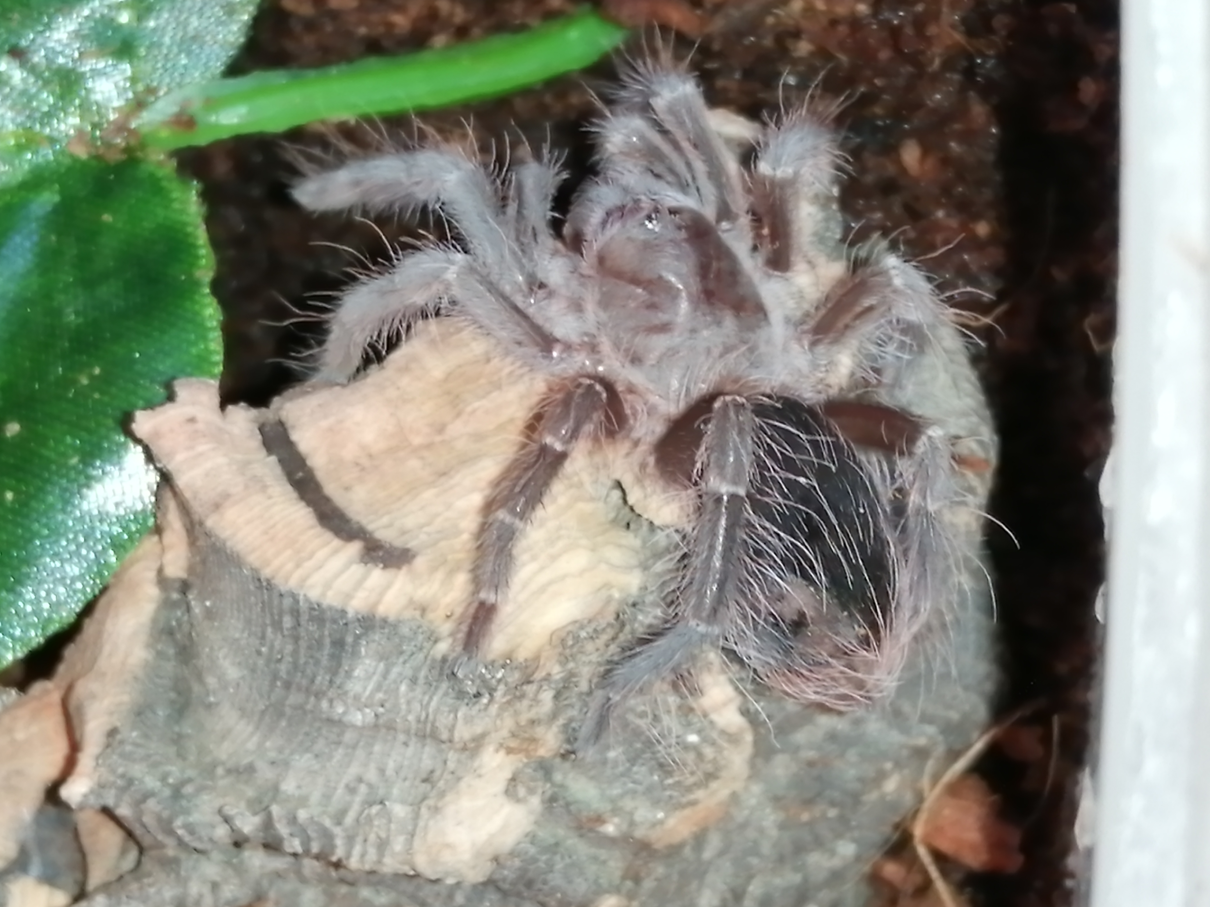 E. Campestratus