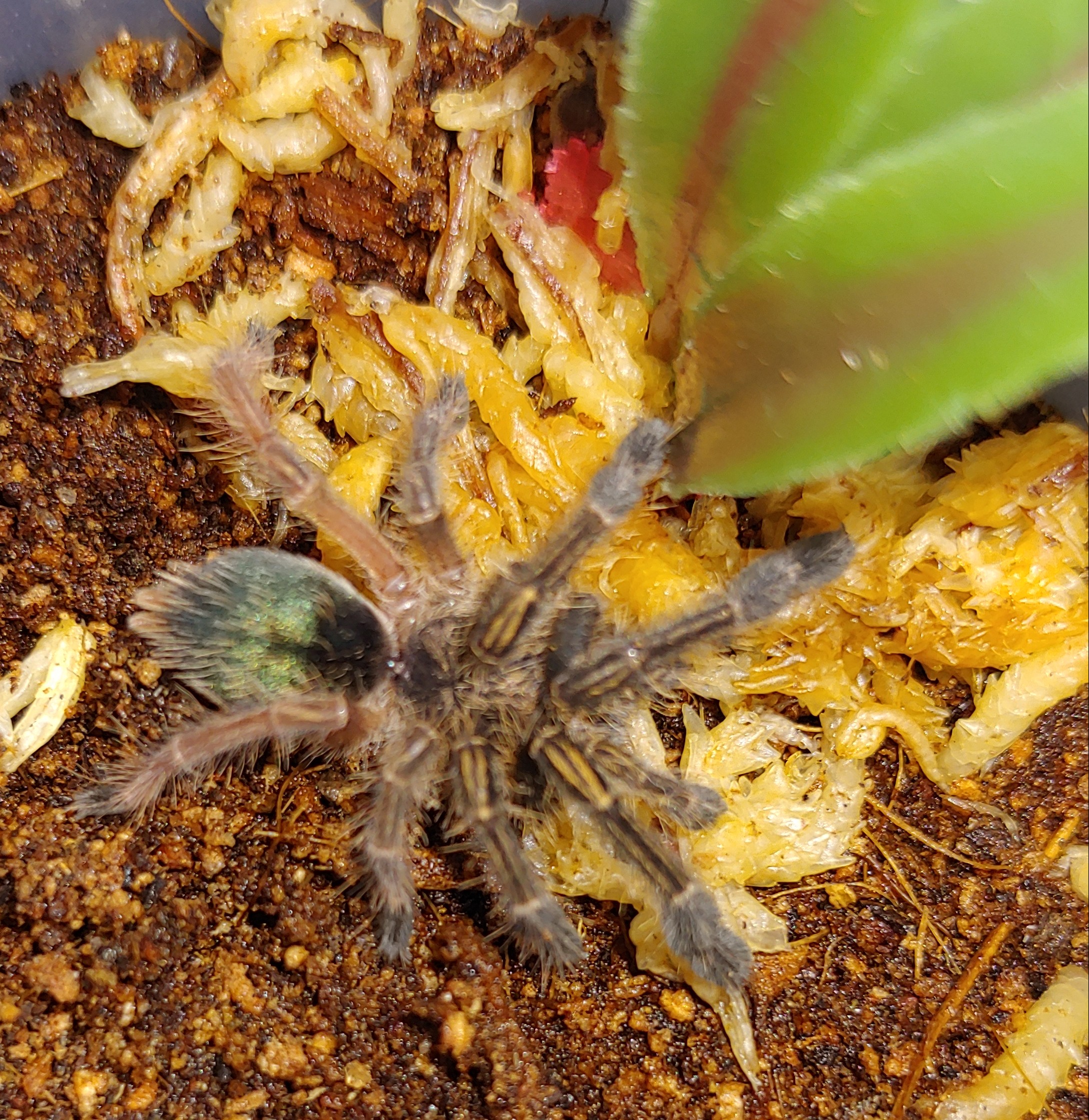 E.murinus sling