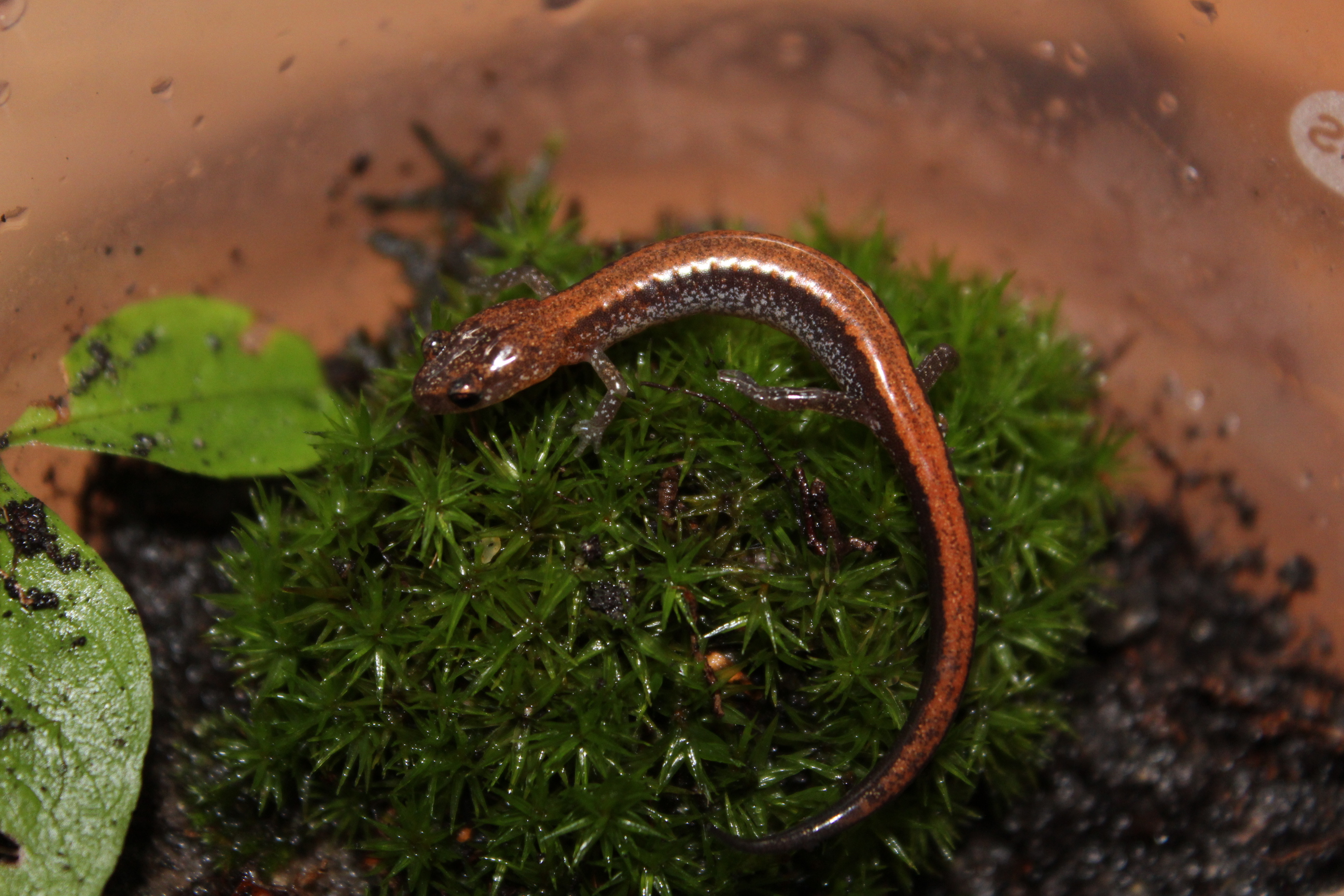Eastern Red Back Salamander.