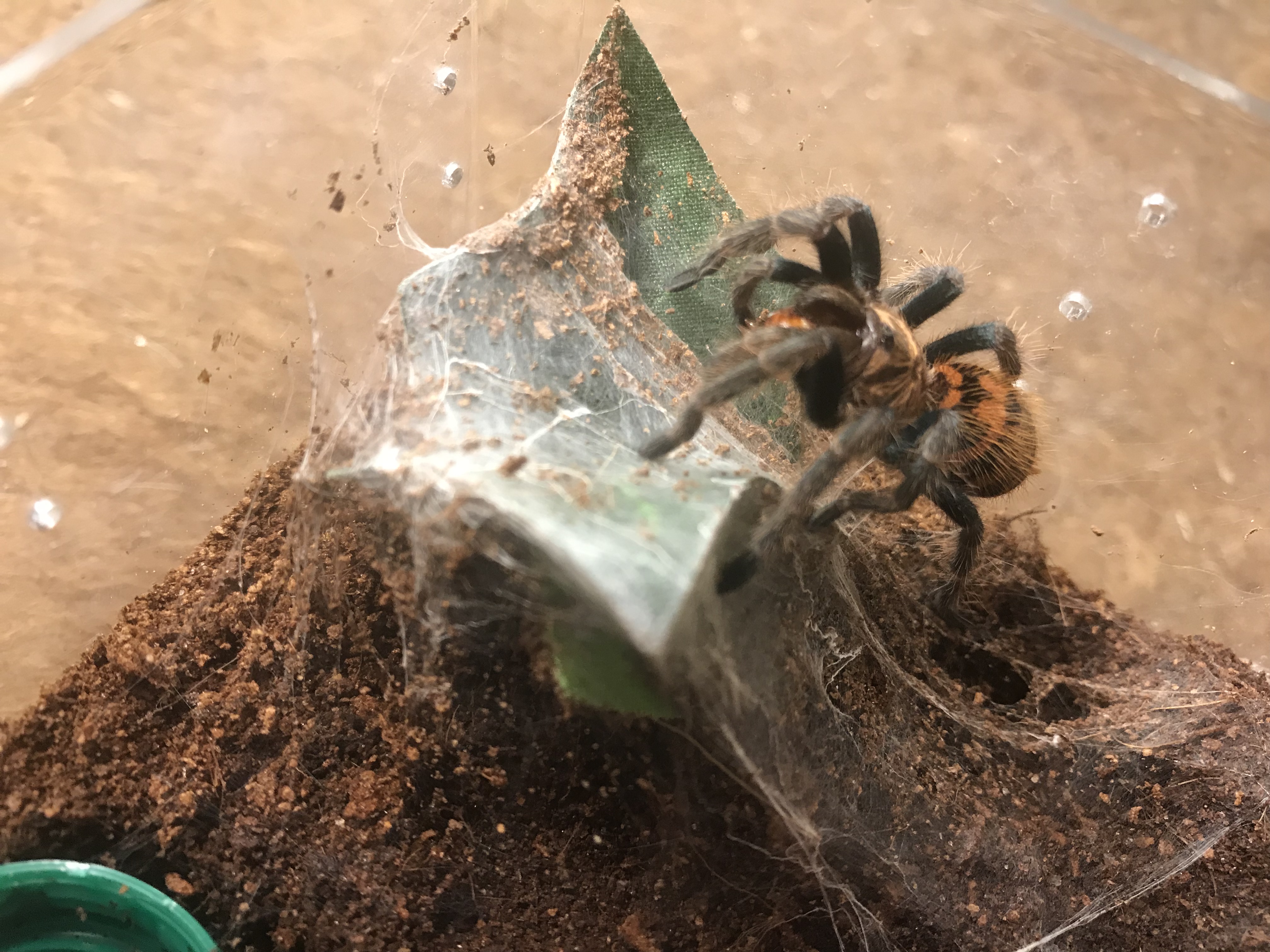 Eatin’ A tiny roach