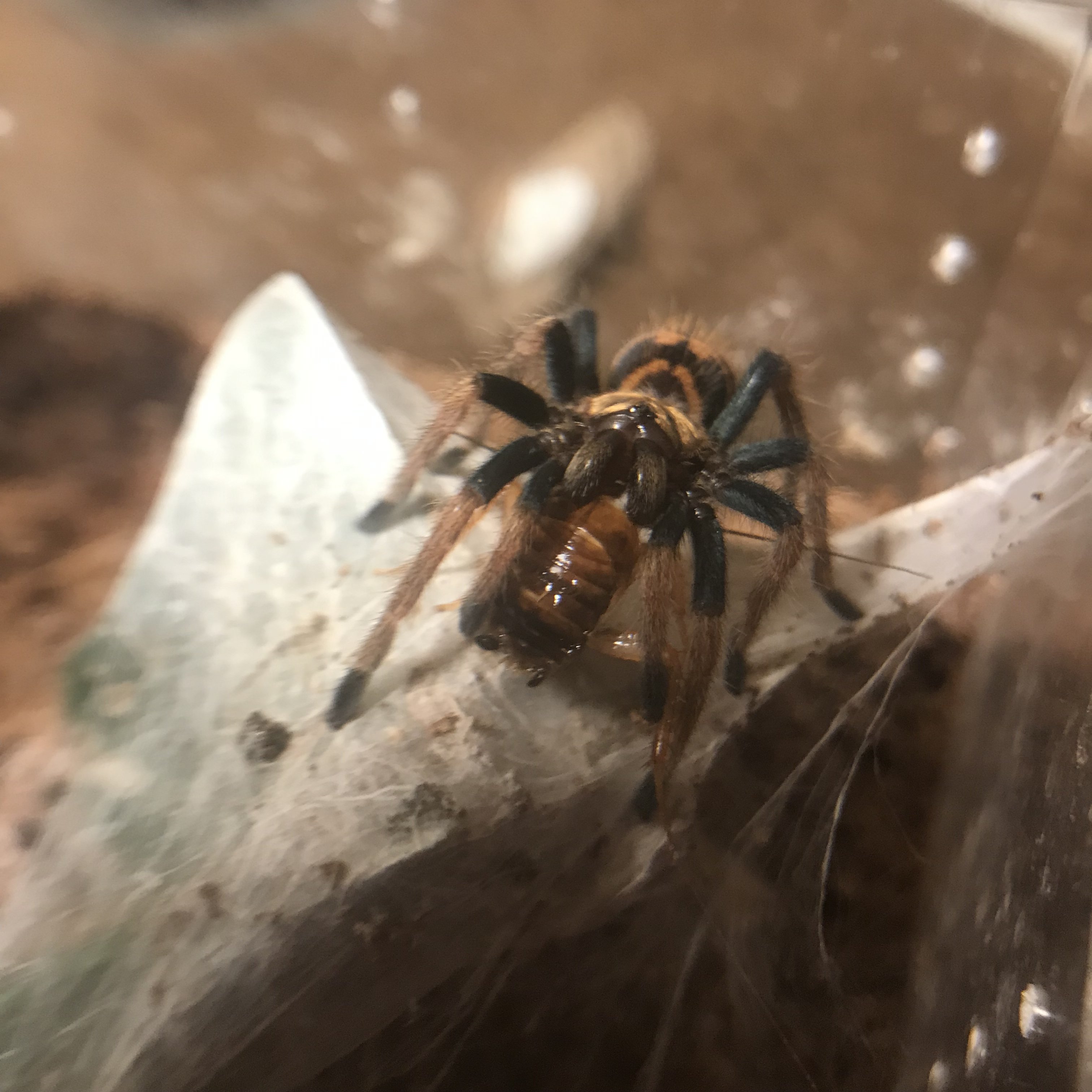 Eating a red runner...