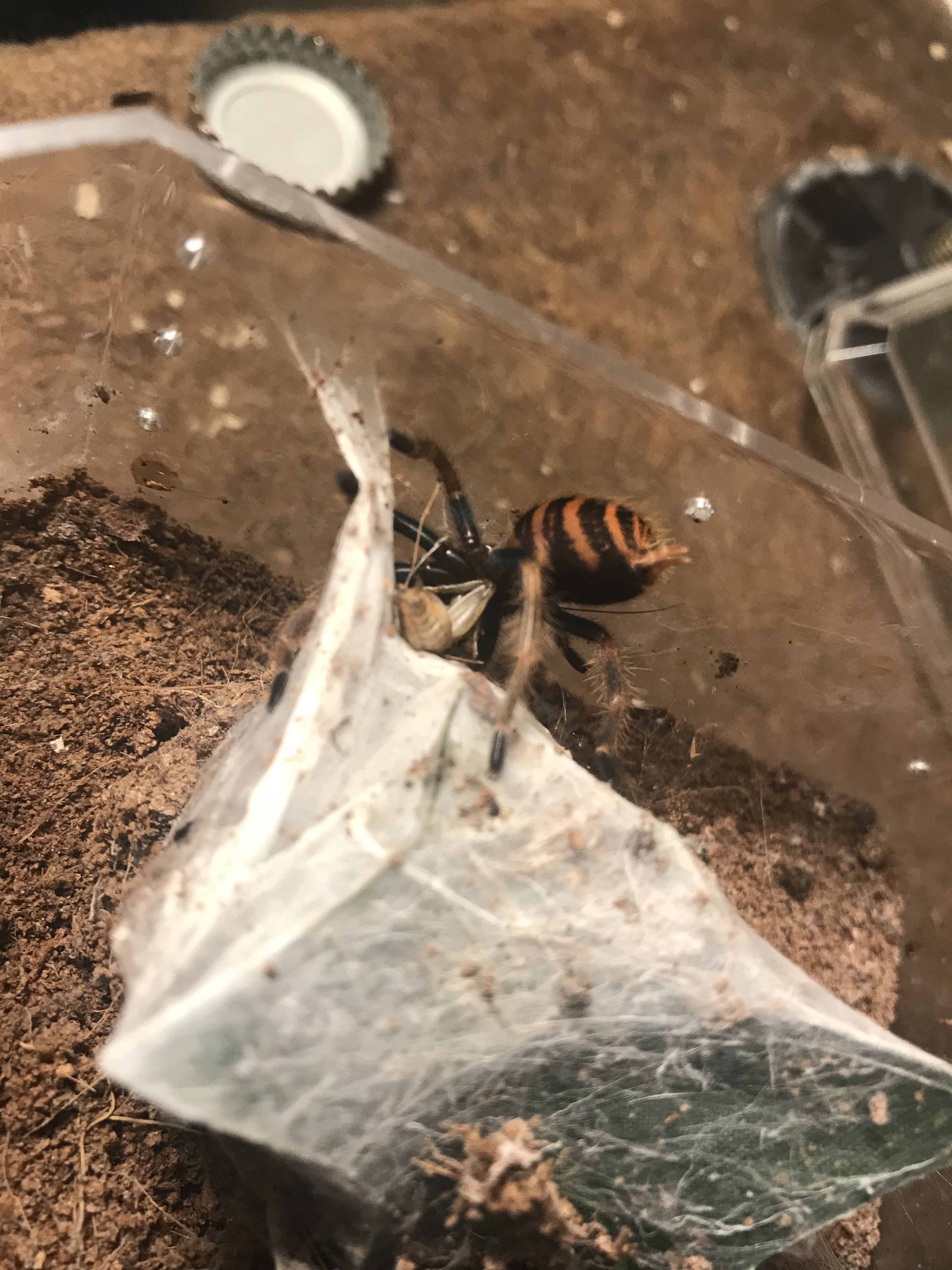 Eatng crickets like they’re going out of style!