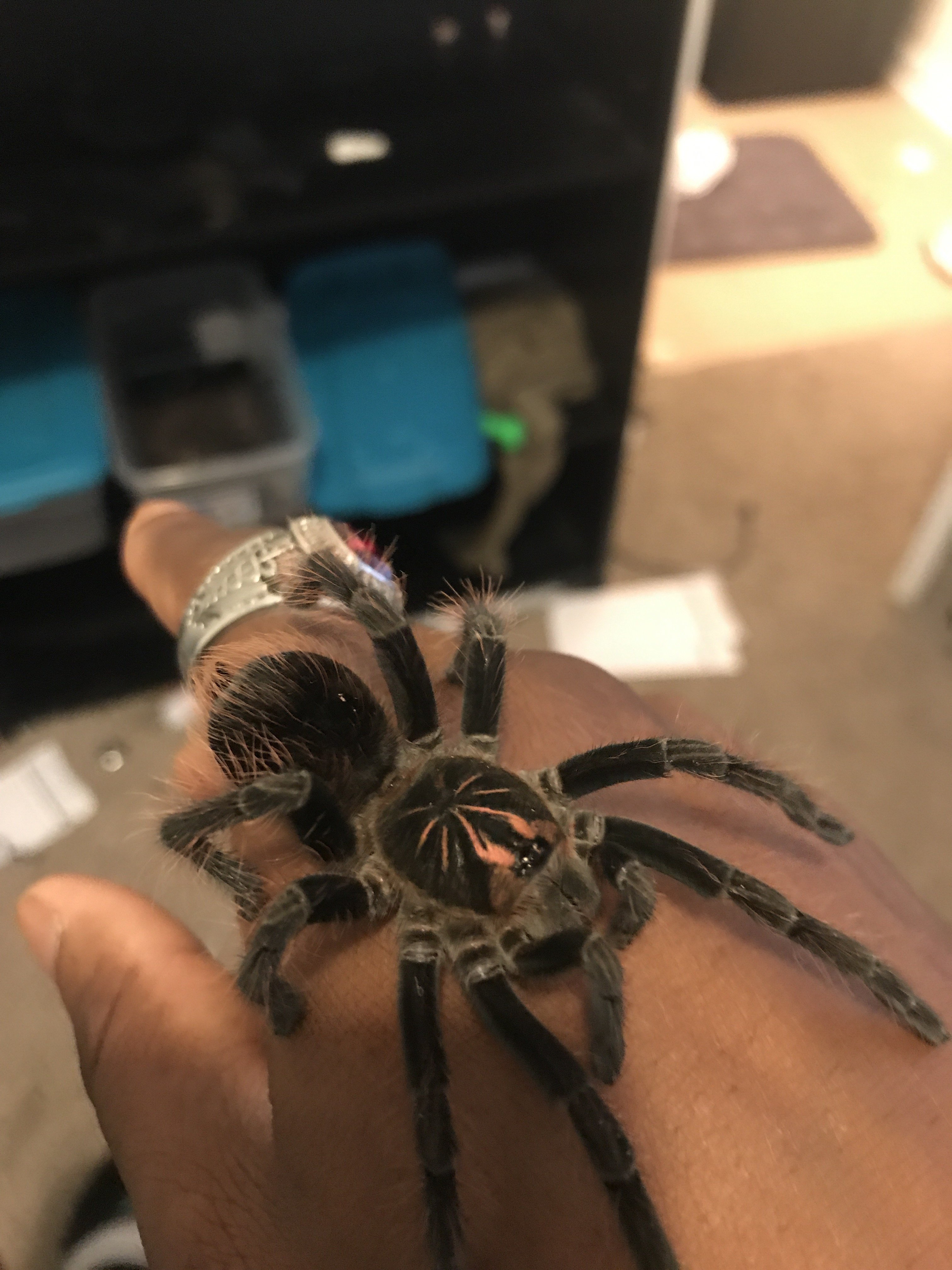 Ecuadorian purple bloom