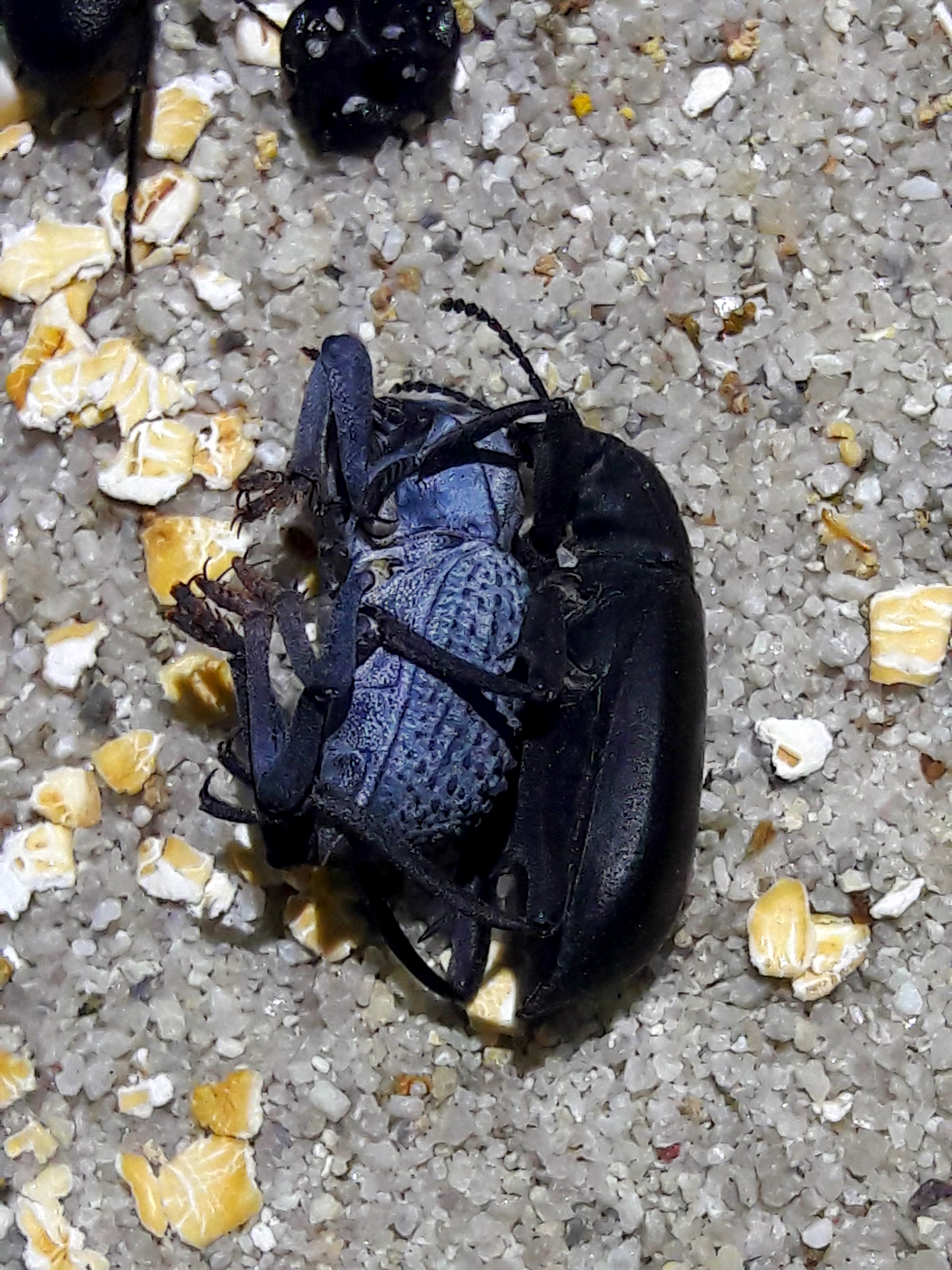 Eleodes and asbolus making an asboleodes pleaskillmei