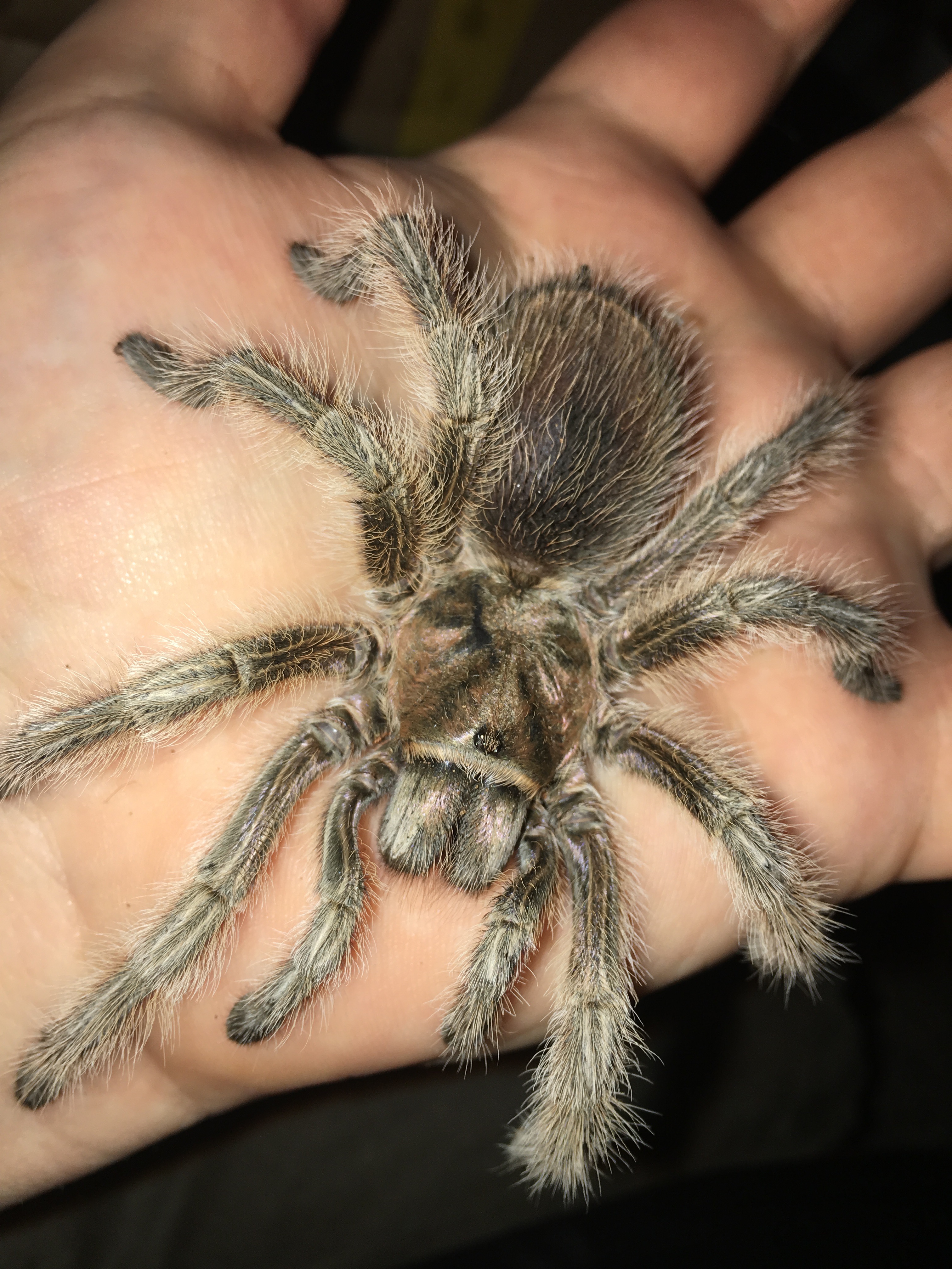 Elvira's exploration