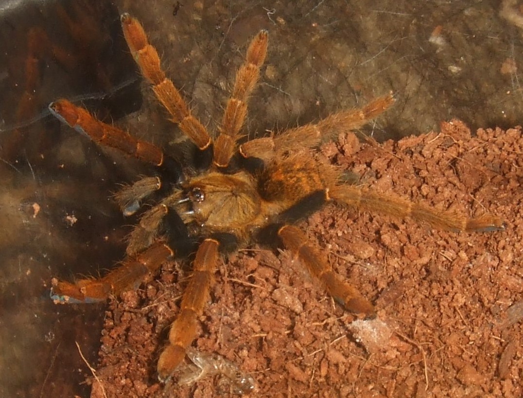 Encyocratella olivacea - Arusha