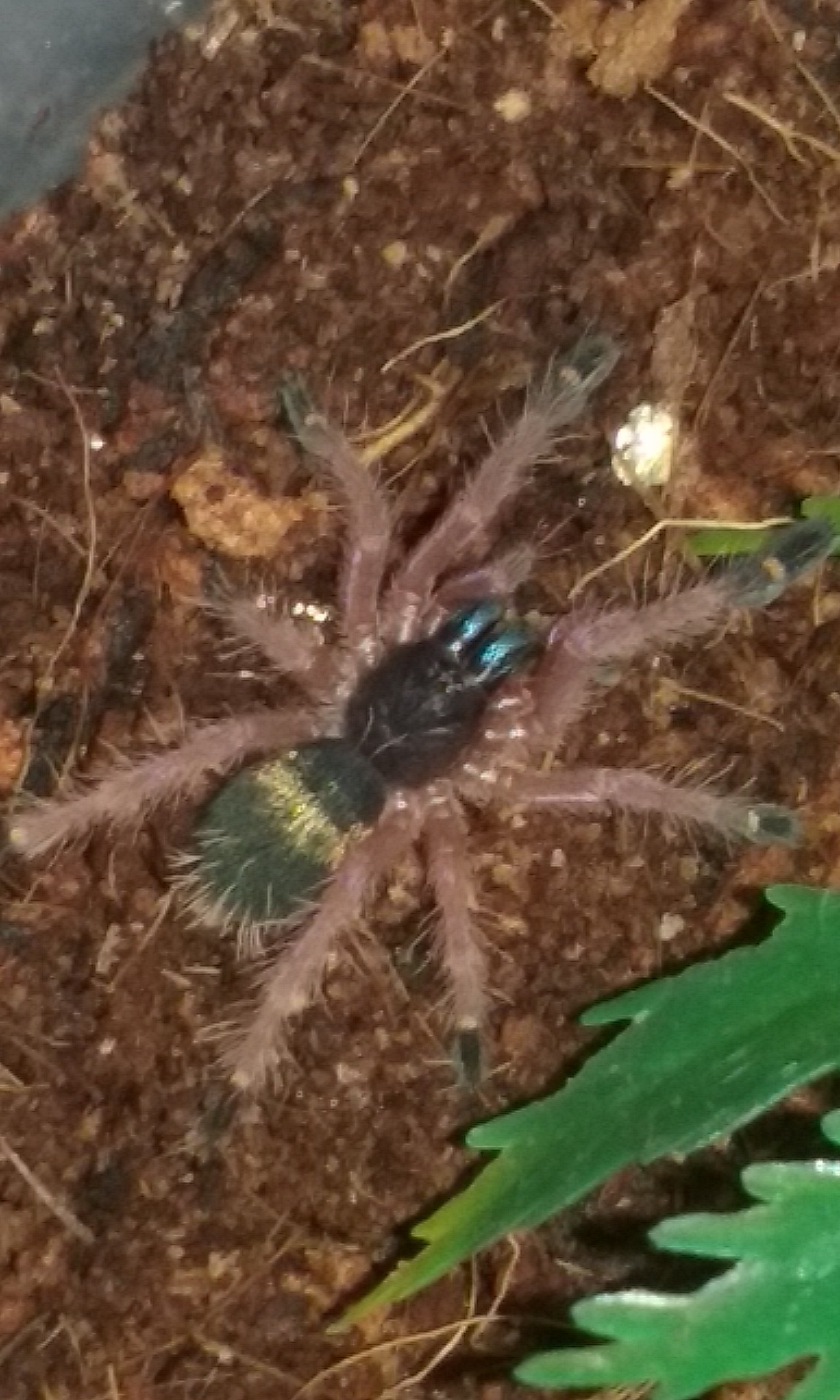 Ephebopus cyanognathus - Blue Fang sling