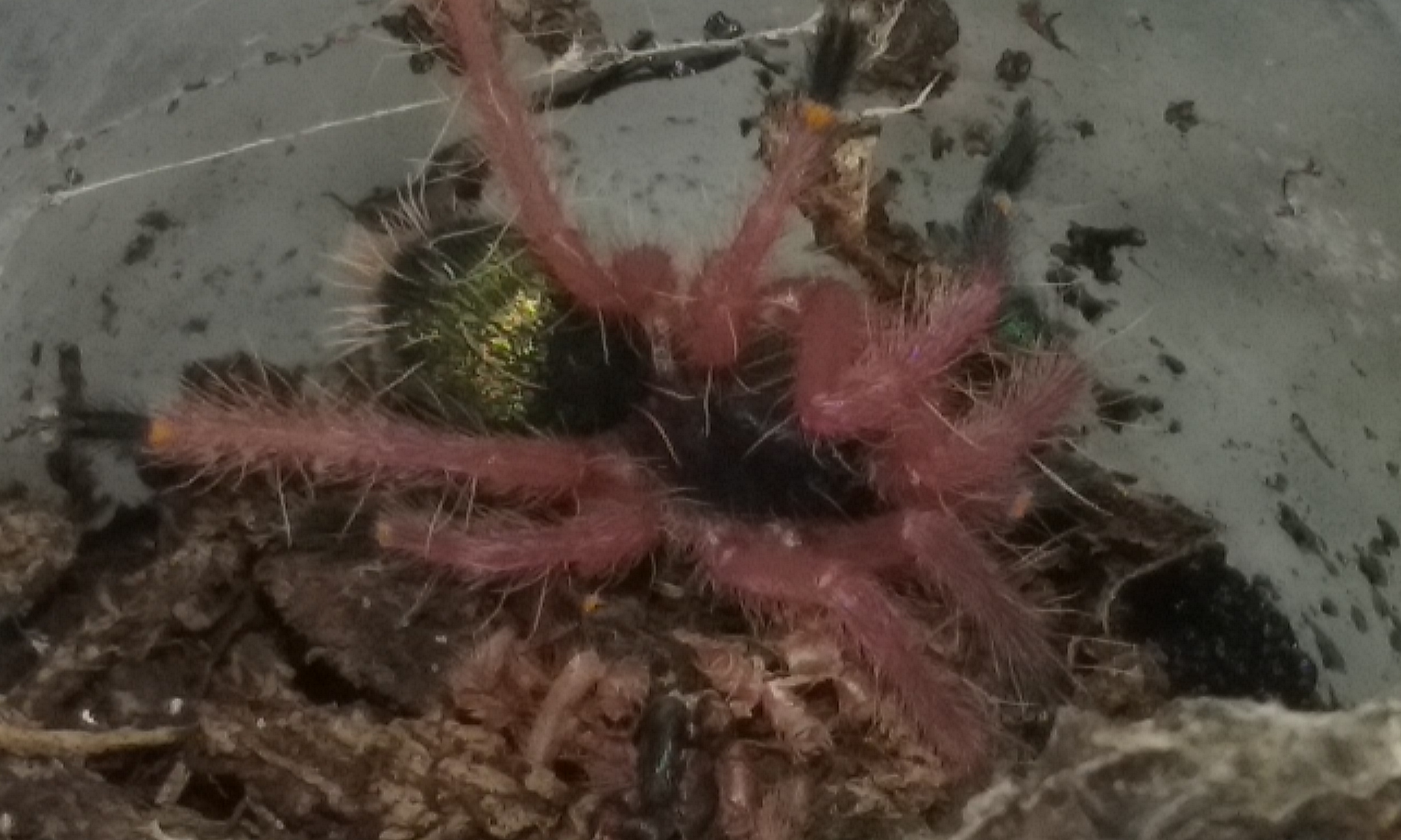 Ephebopus cyanognathus (blue fang) spiderling