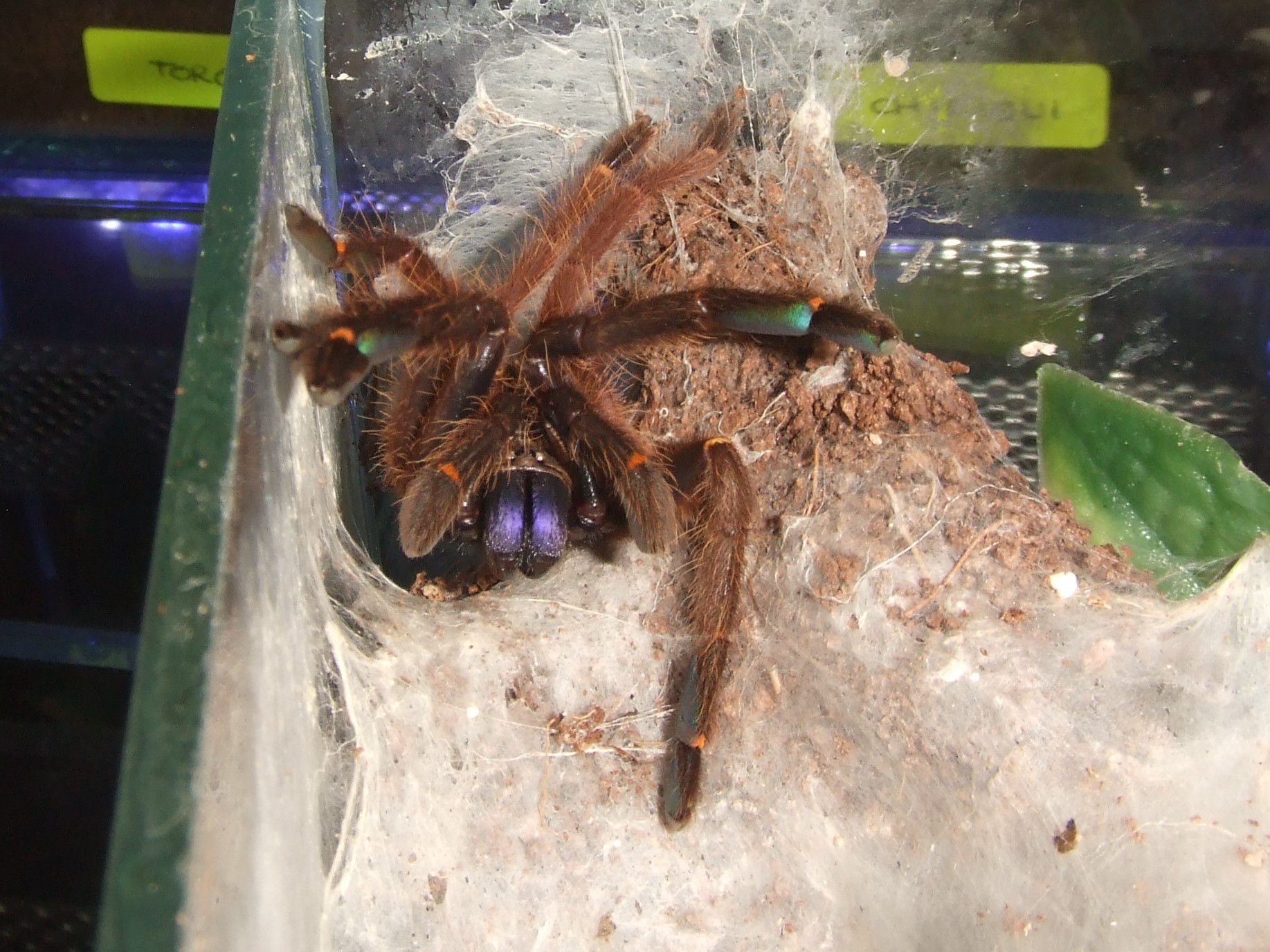 Ephebopus cyanognathus - Mans