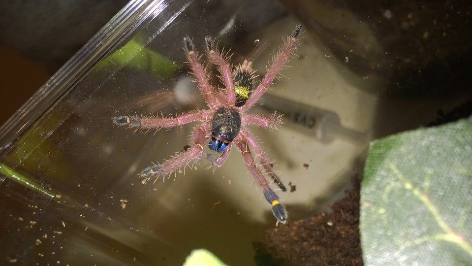 Ephebopus cyanognathus