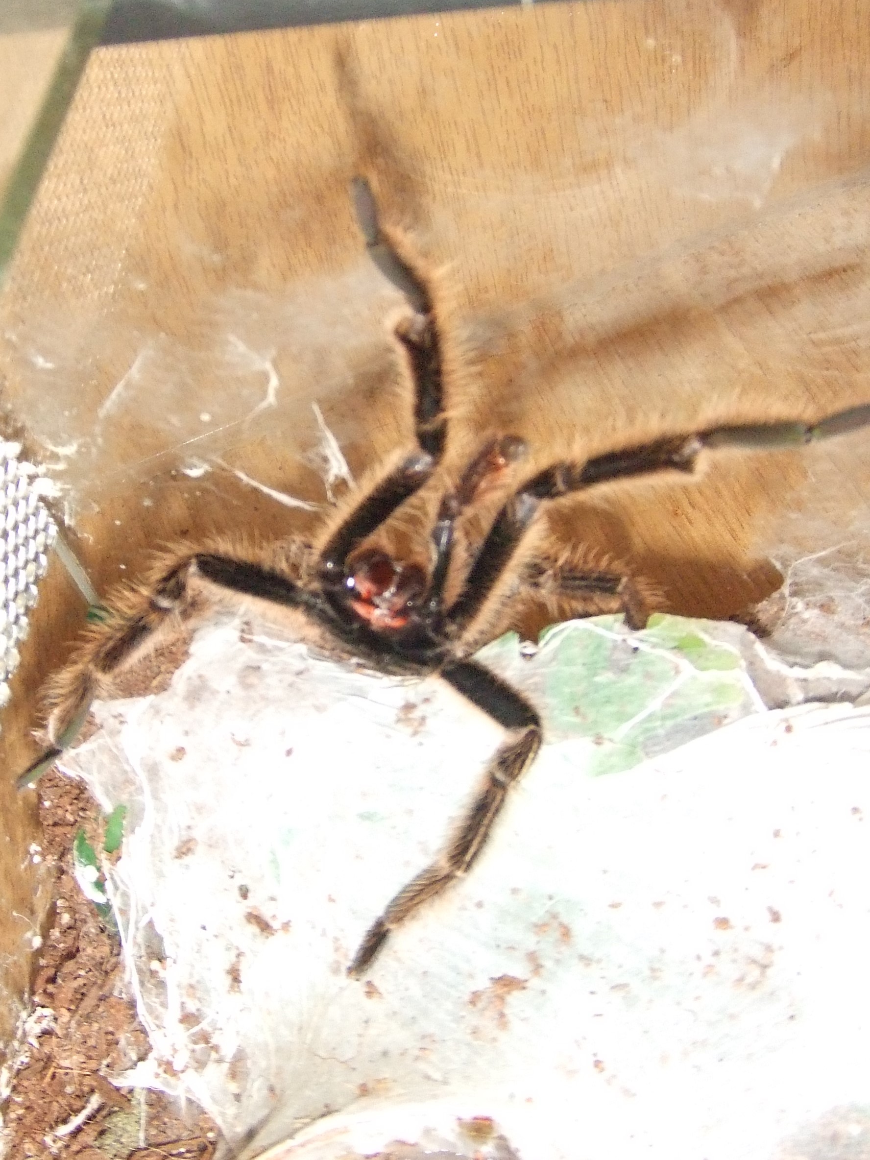 Ephebopus murinus - Amazon