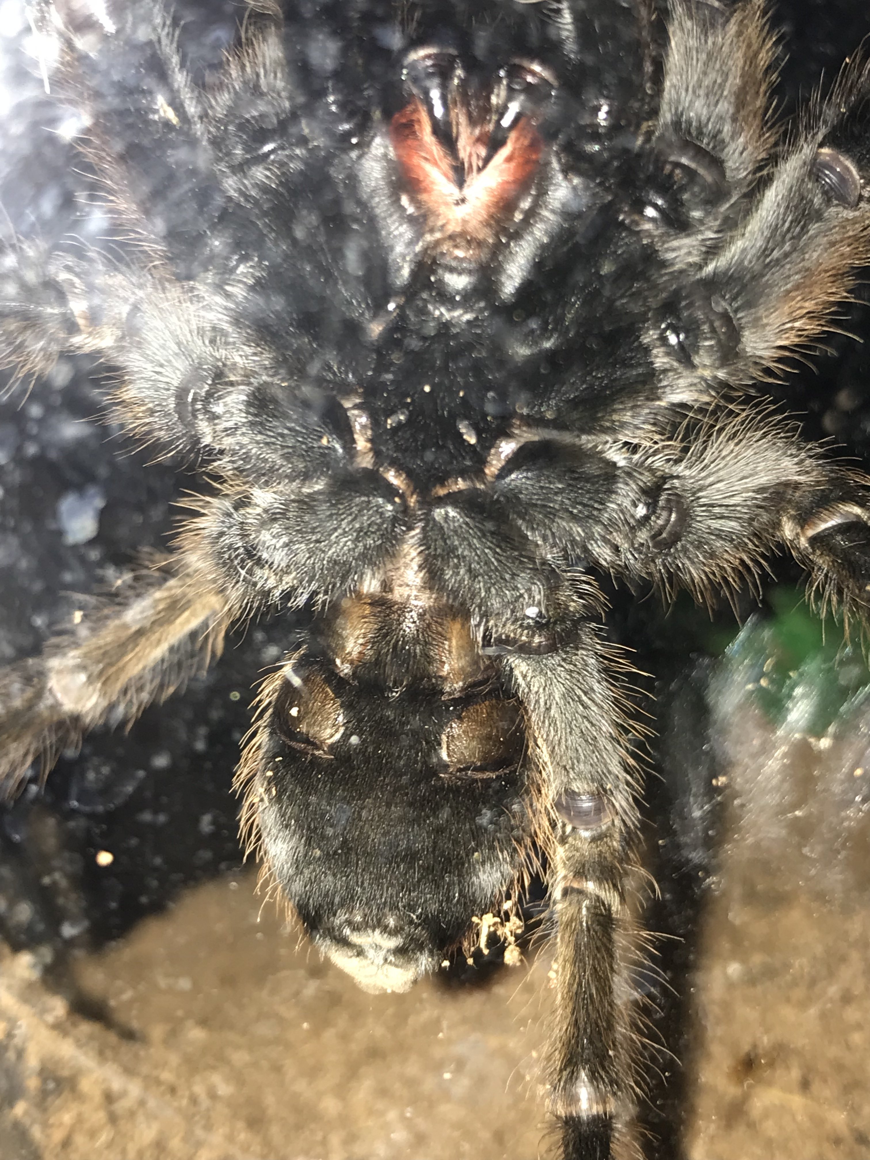 Ephebopus murinus Please Ventral Sex!