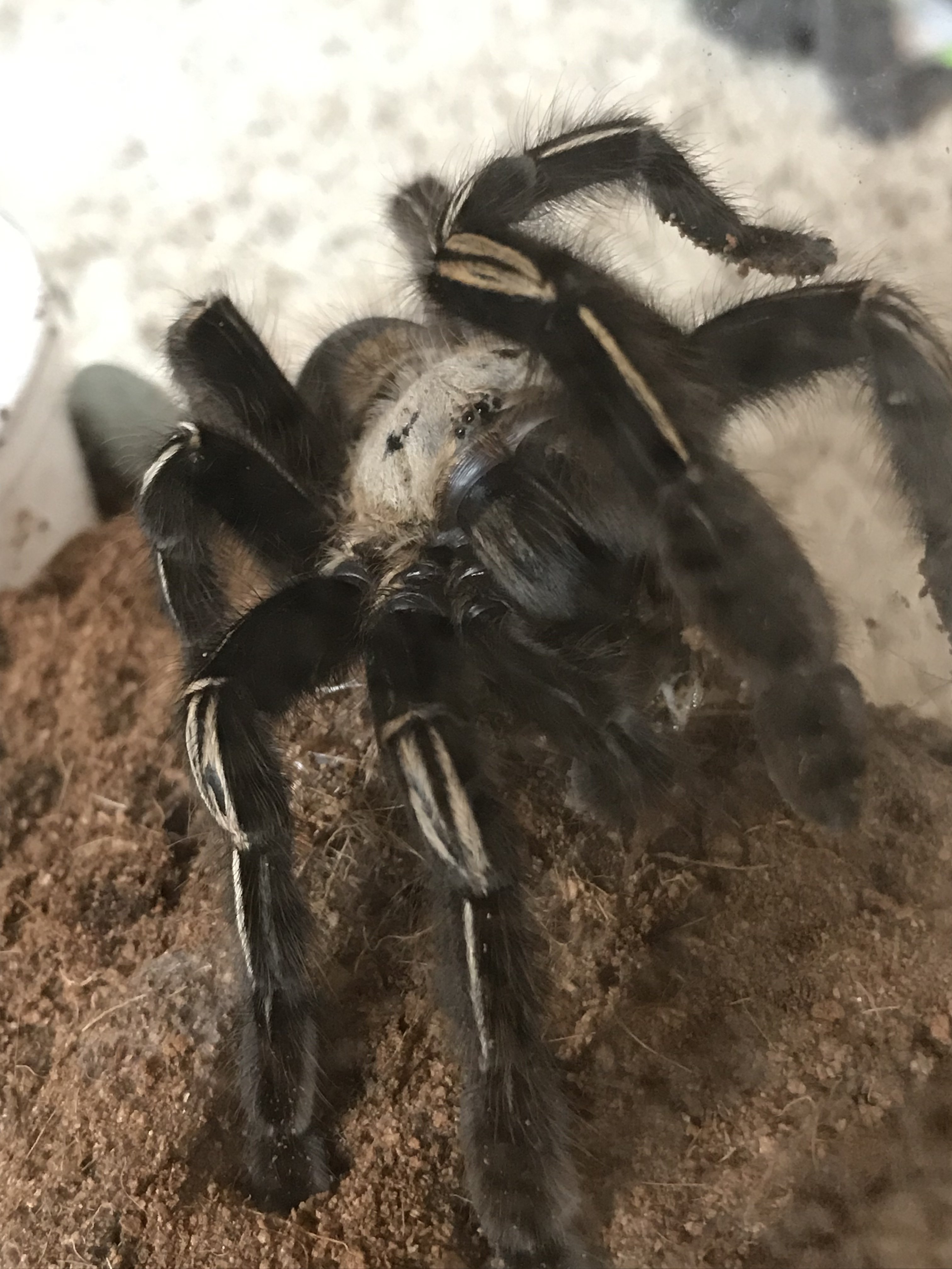 Ephebopus murinus - Skeletor