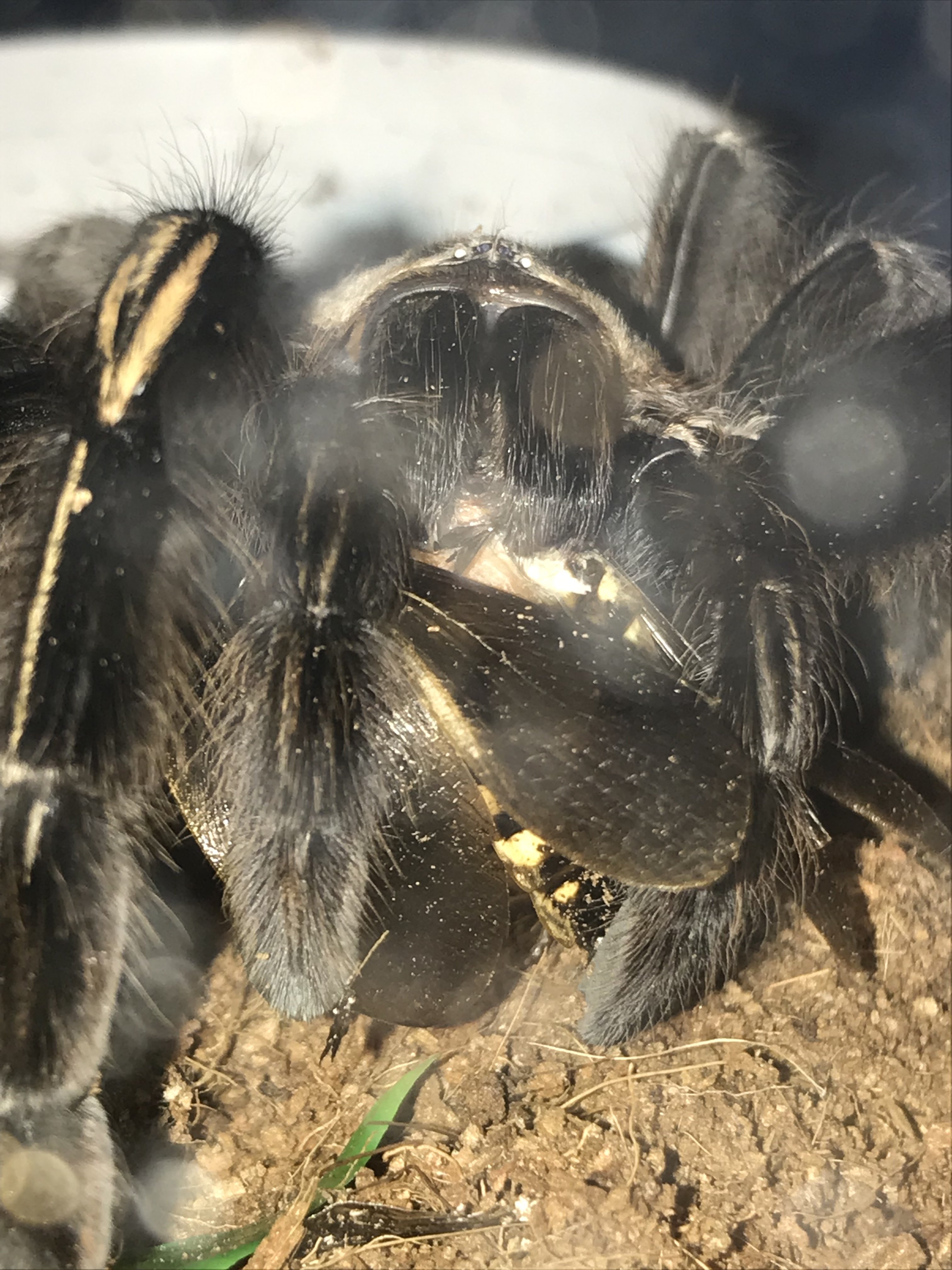 Ephebopus murinus | Tarantula Forum