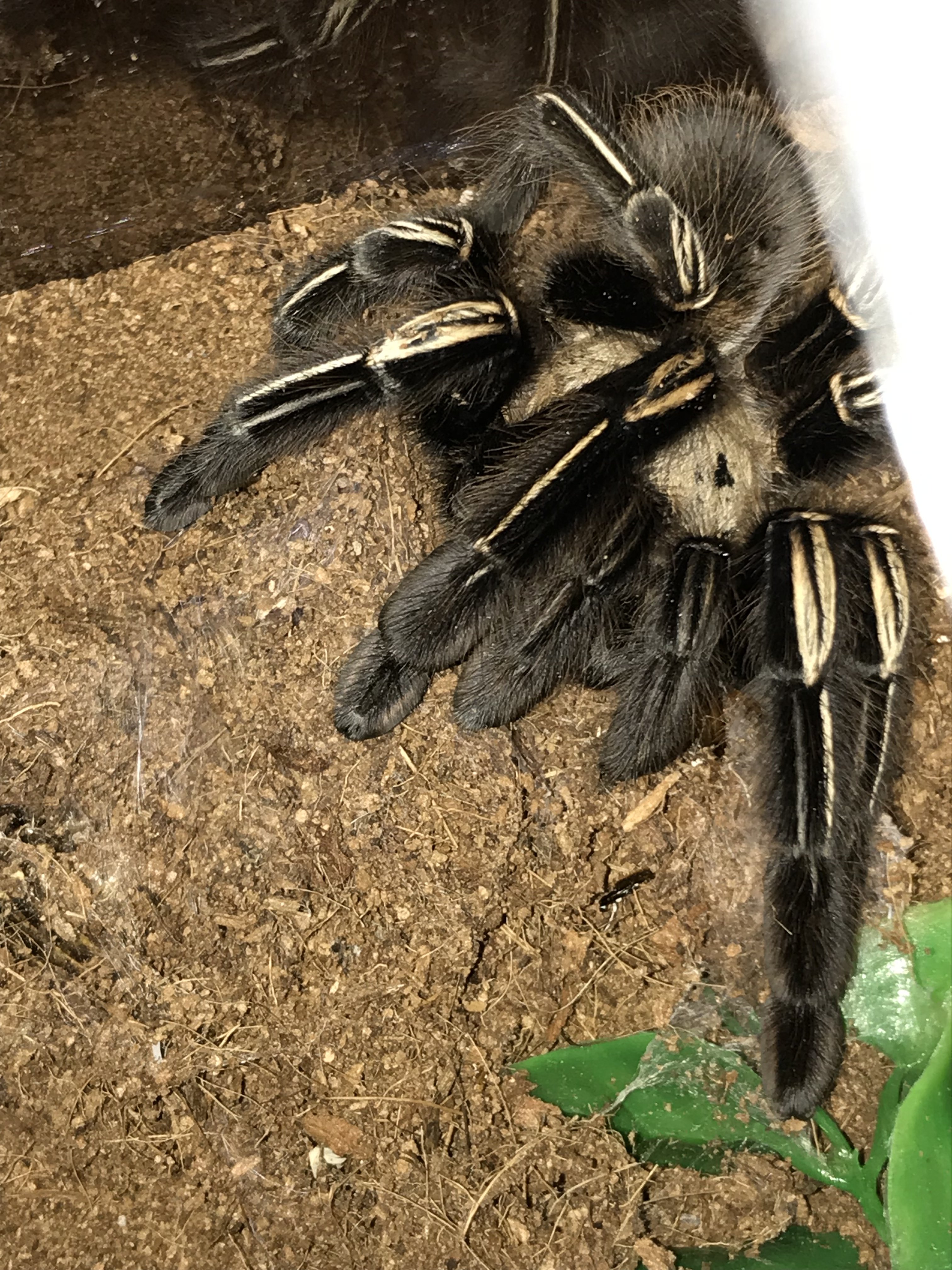 Ephebopus murinus