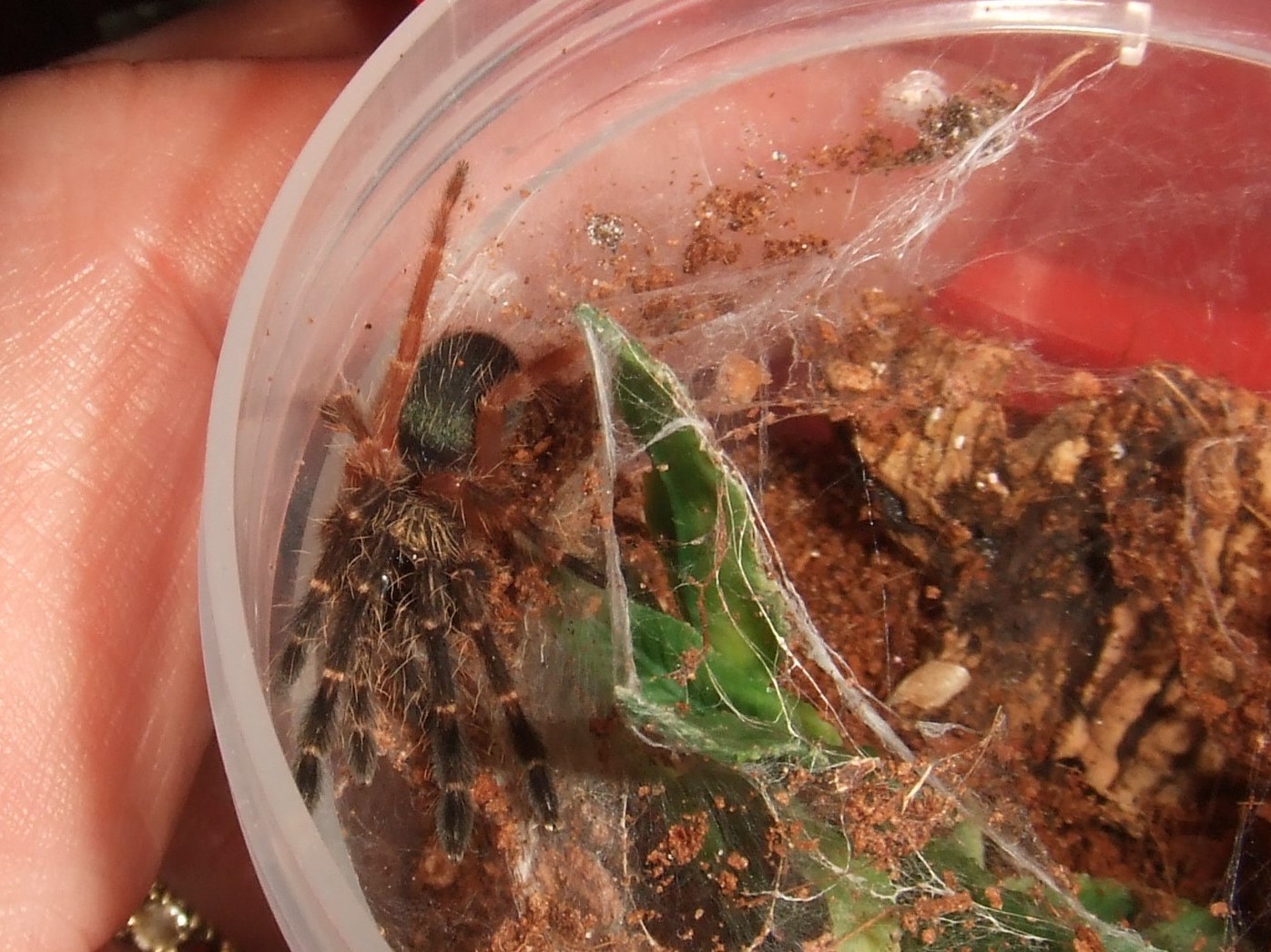 Ephebopus rufescens - Teko