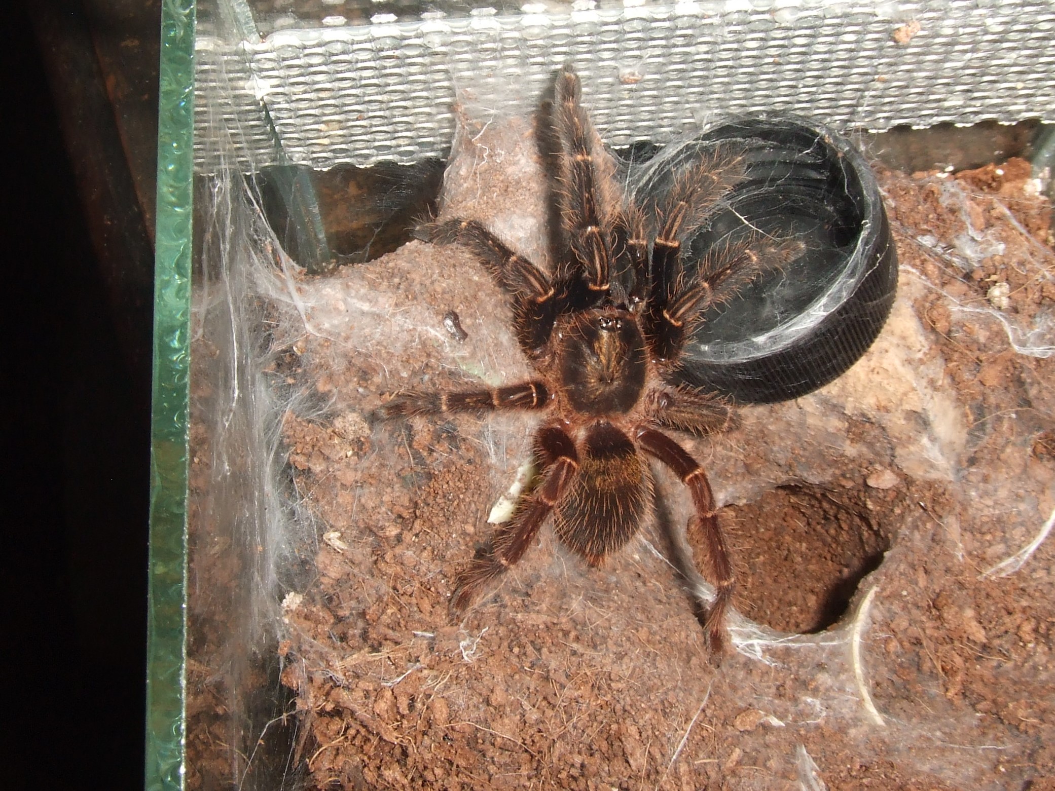 Ephebopus rufescens - Teko