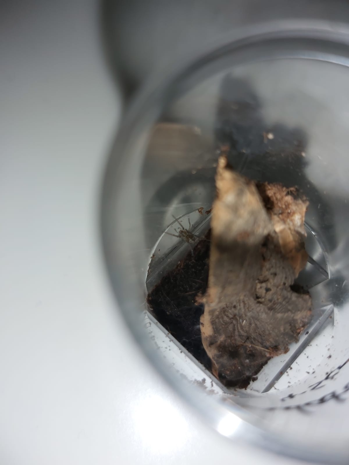 Eratigena Atrica Sling