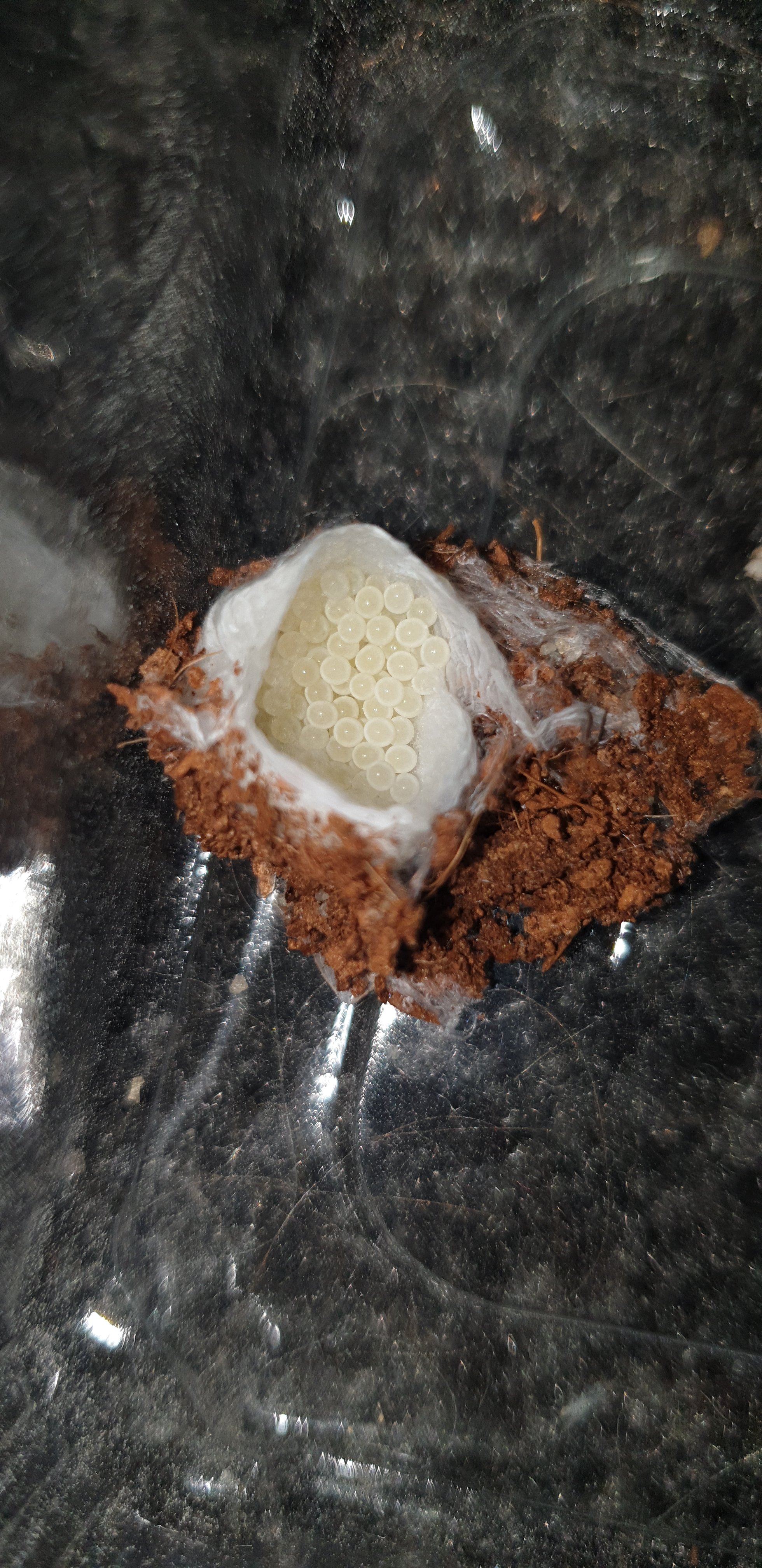 Eratigena species egg sac