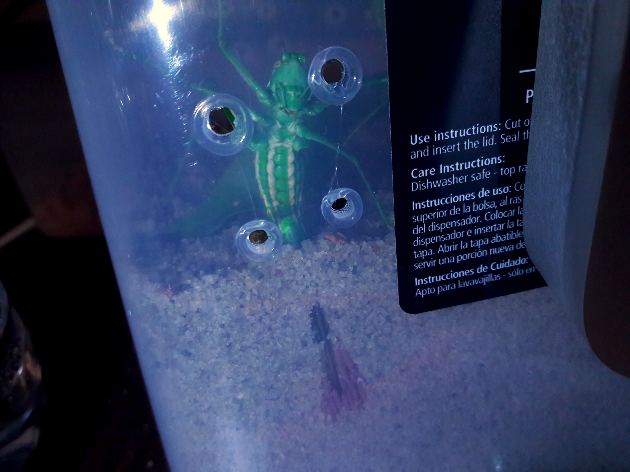 eremopedes bilineatus oviposition