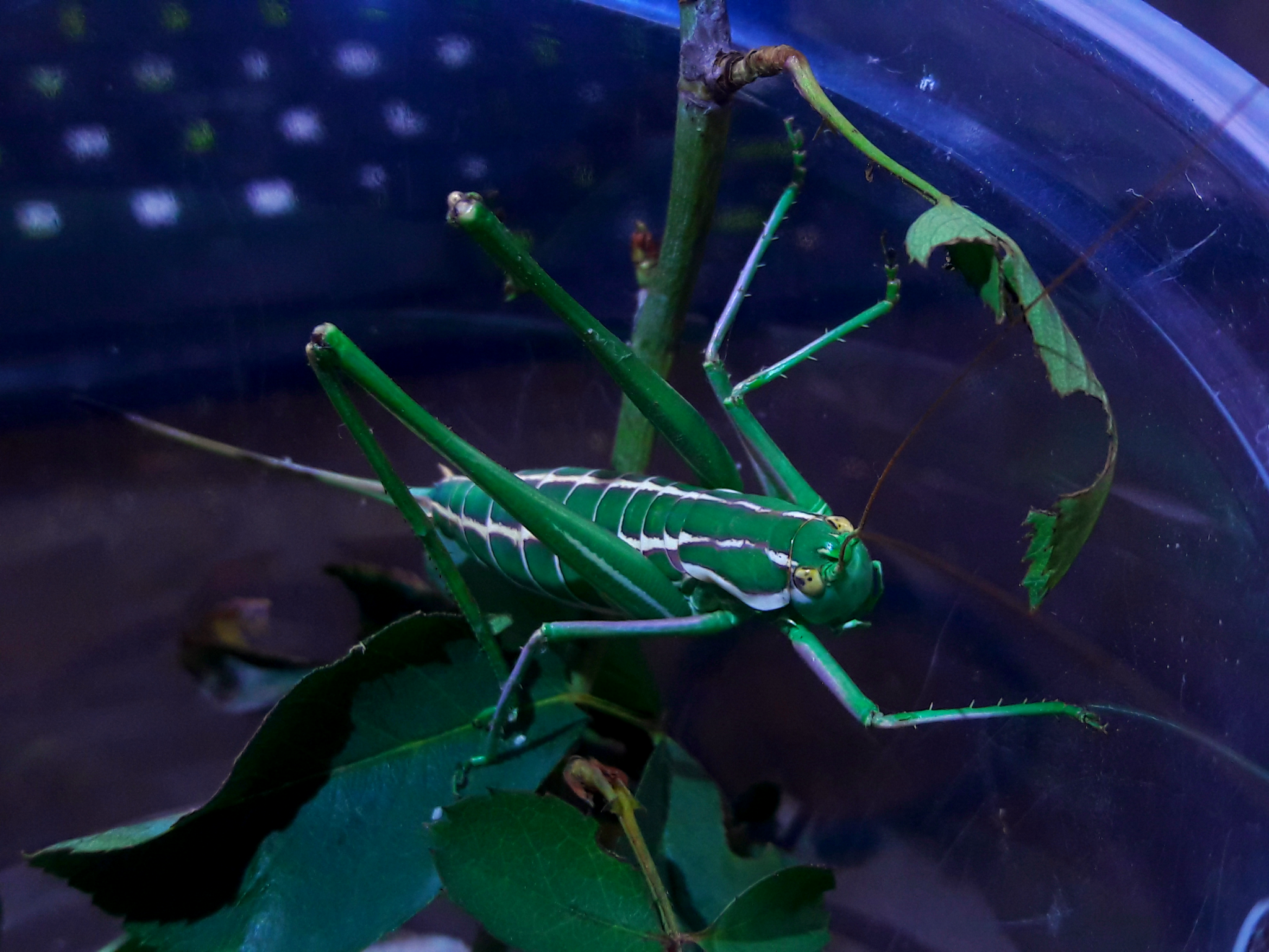 Eremopedes bilineatus