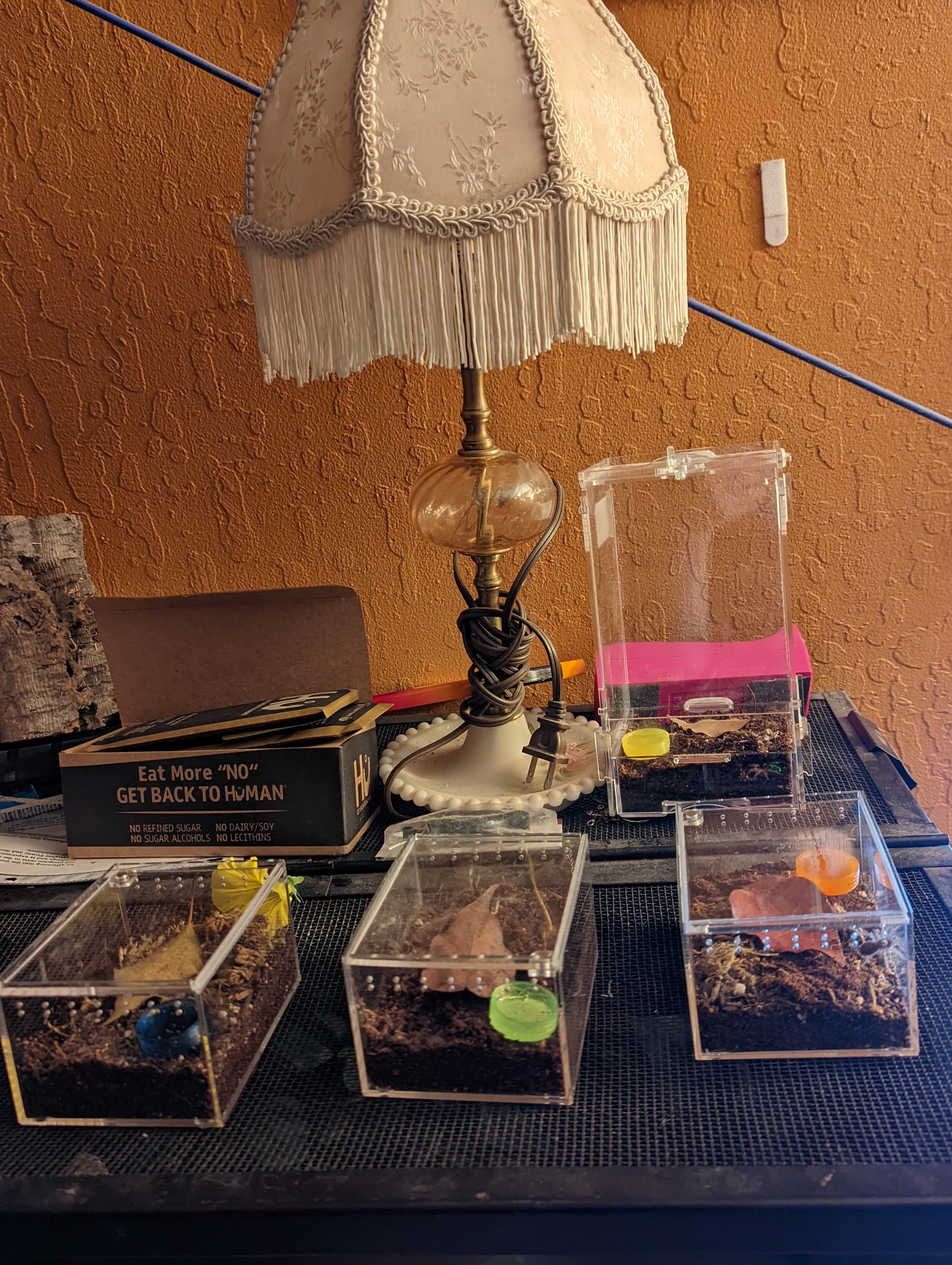 Etsy spiderling water dishes.jpg