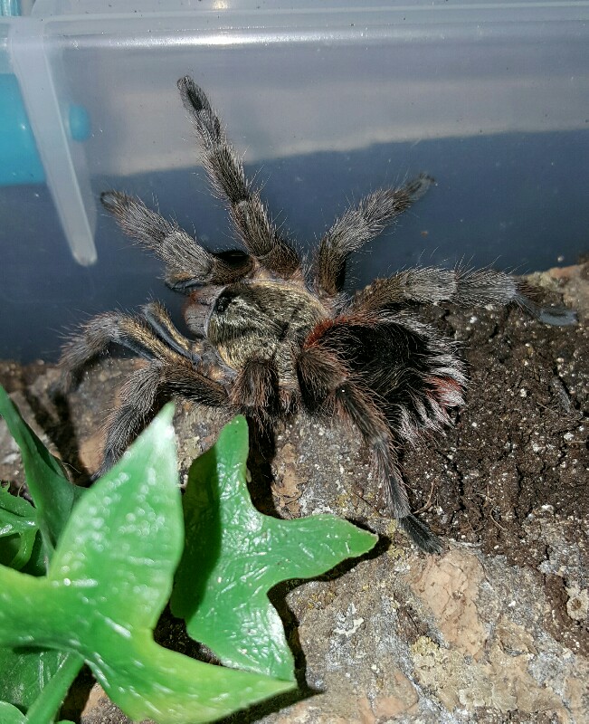 Euathlus parvulus #1 | Tarantula Forum