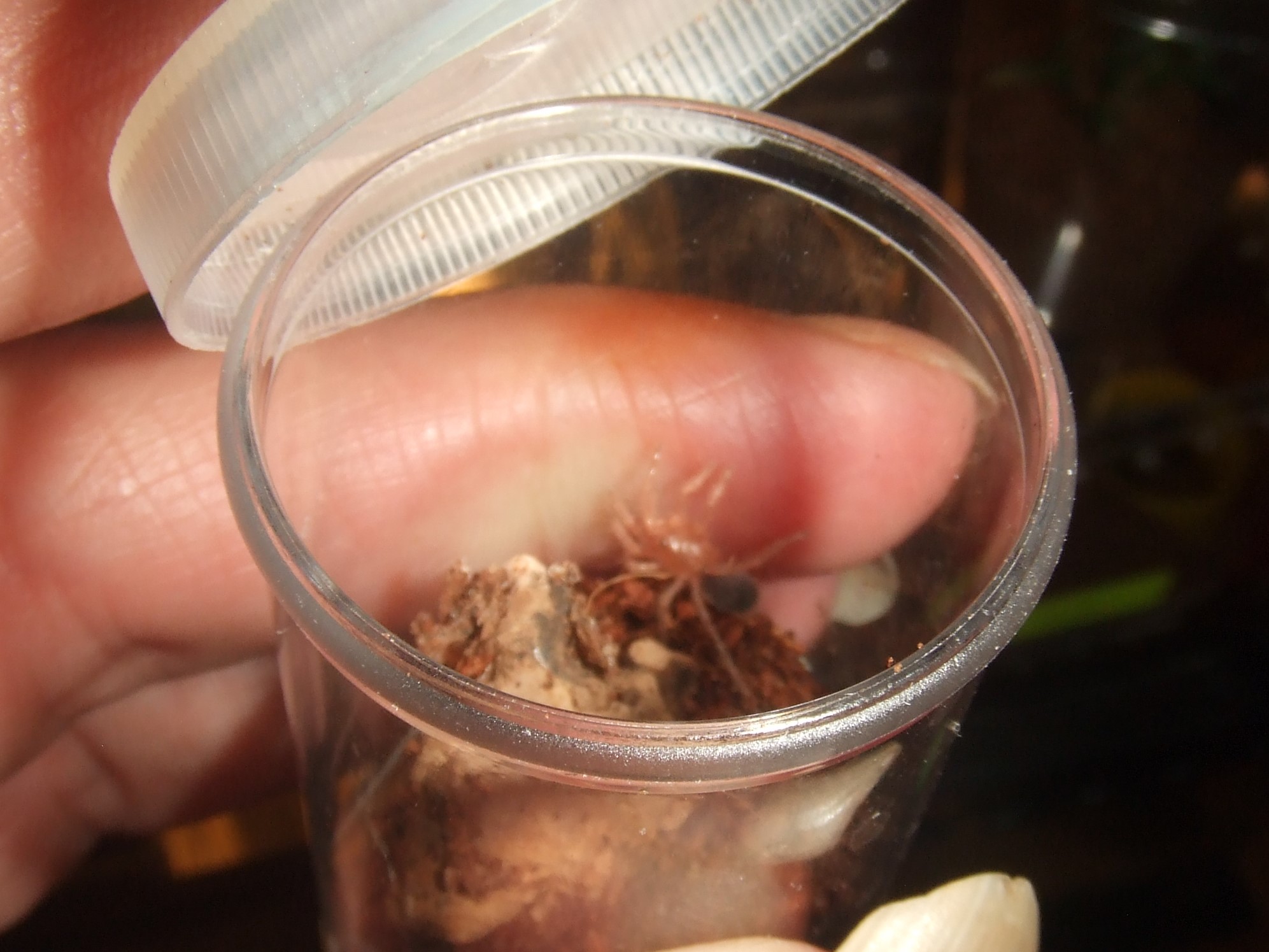 Euathlus pulcherrimaklaasi 'blue' - Machi