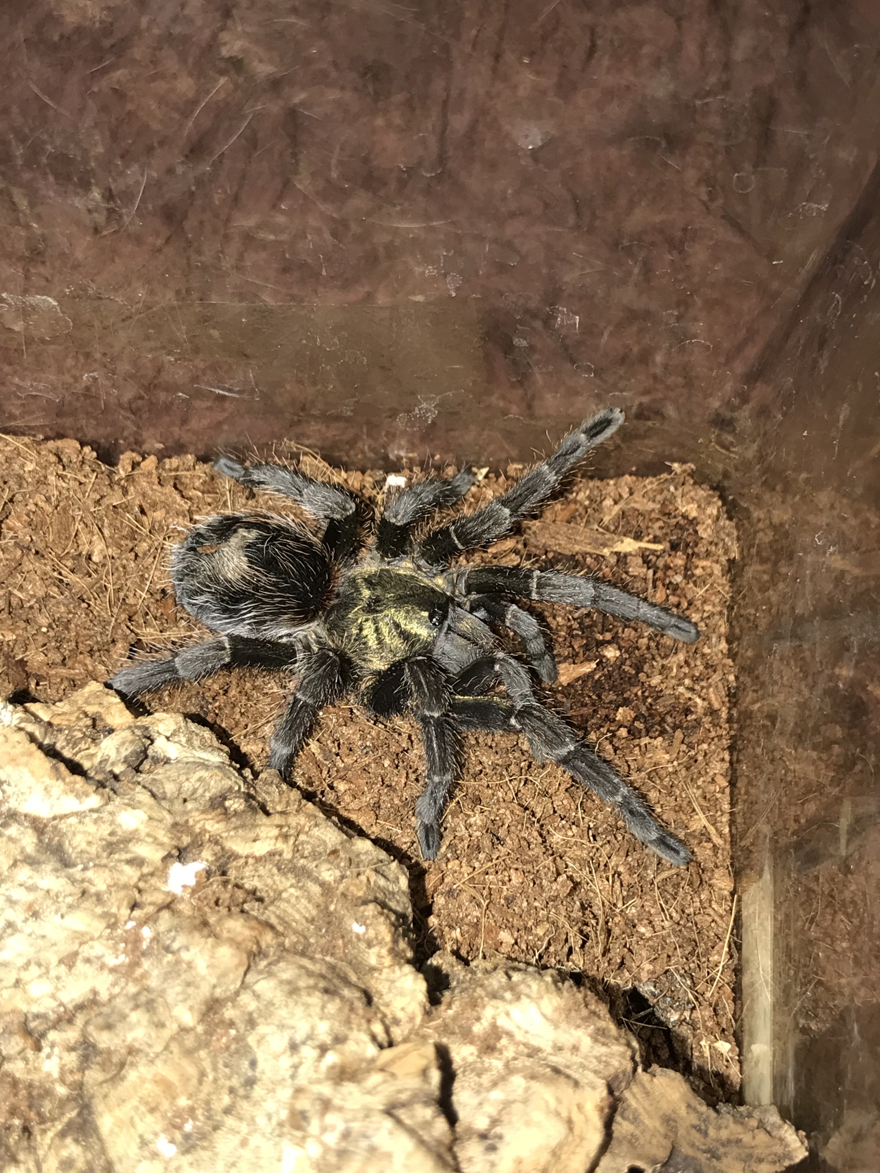 Euathlus Sp. Truculentus