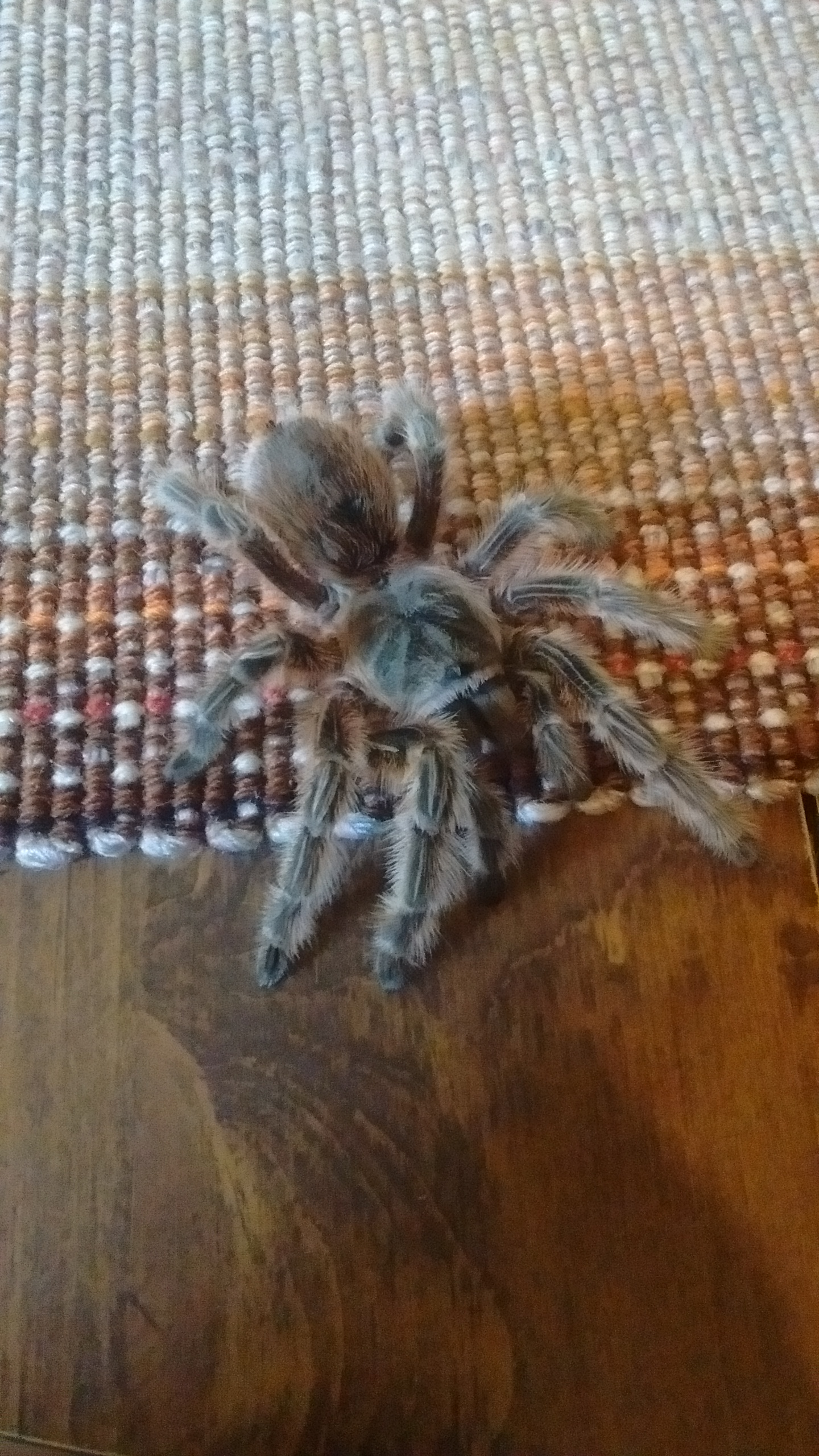 EUPALAESTRUS CAMPESTRATUS | PINK ZEBRA BEAUTY