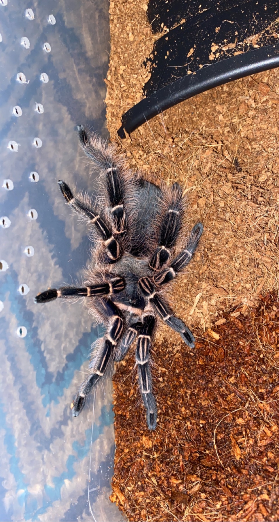 Eupalaestrus campestratus