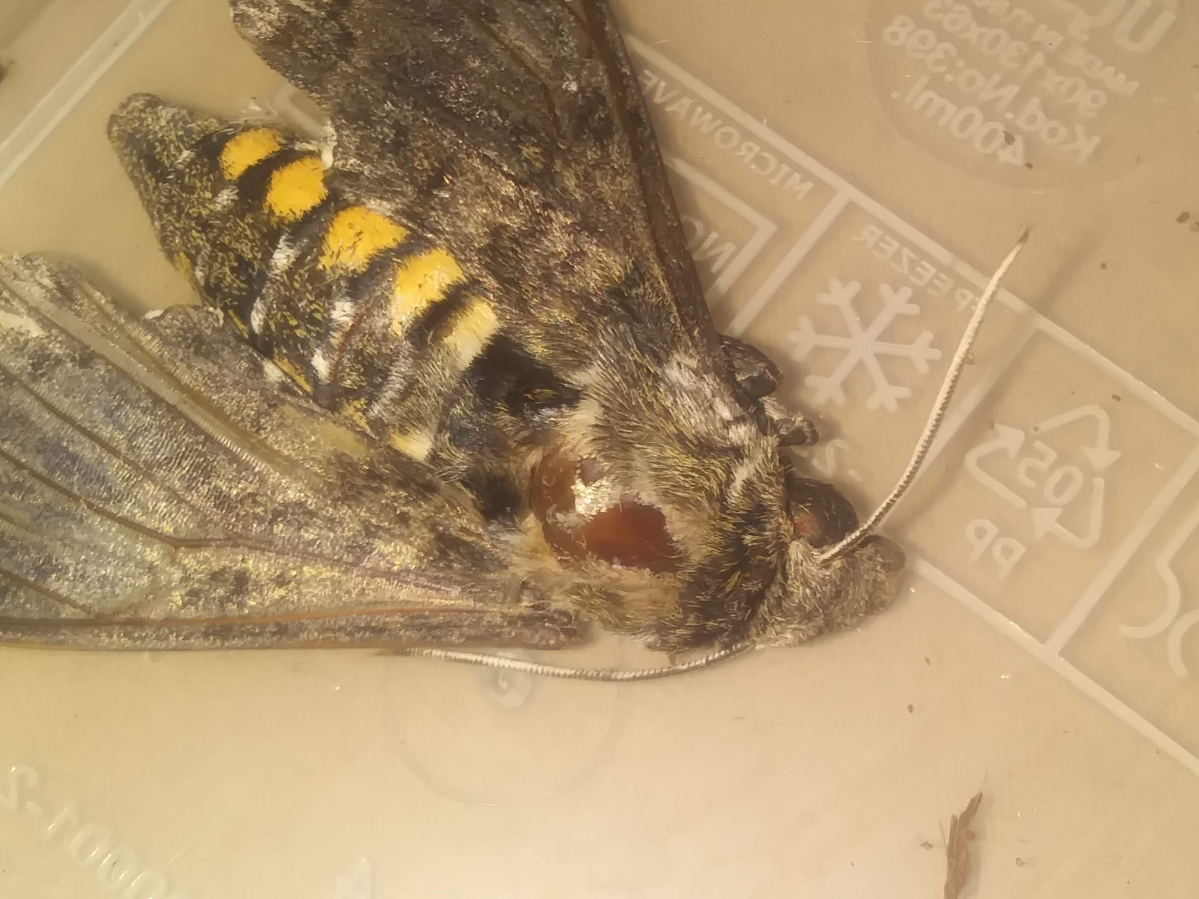 Euthanized Moth