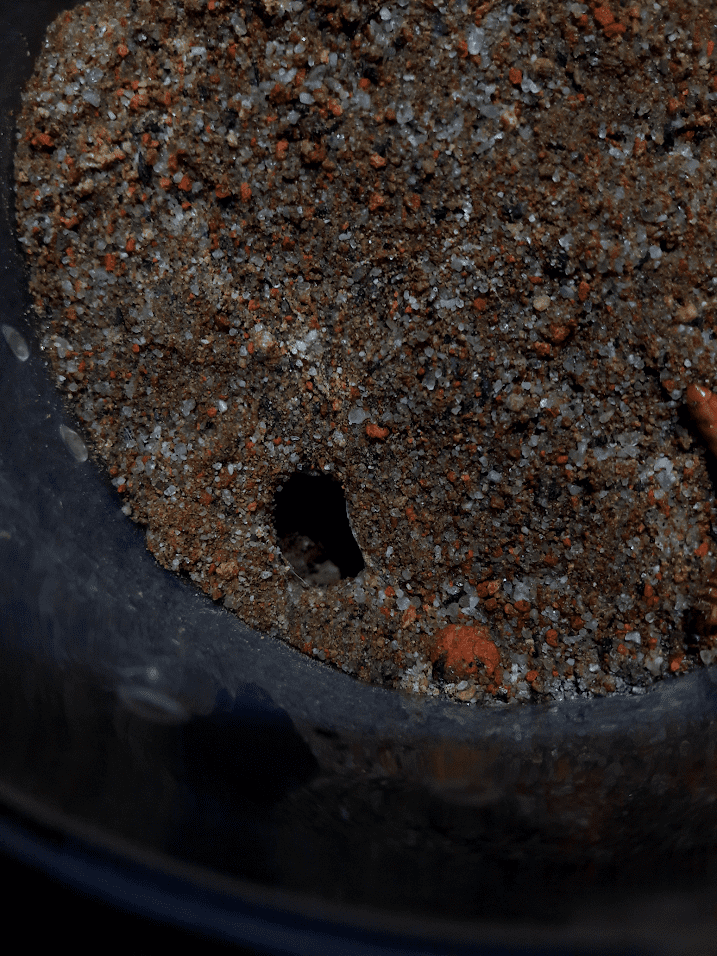 Example of 'stable substrate' part 2 (30 oz delicup) Tarantula Forum