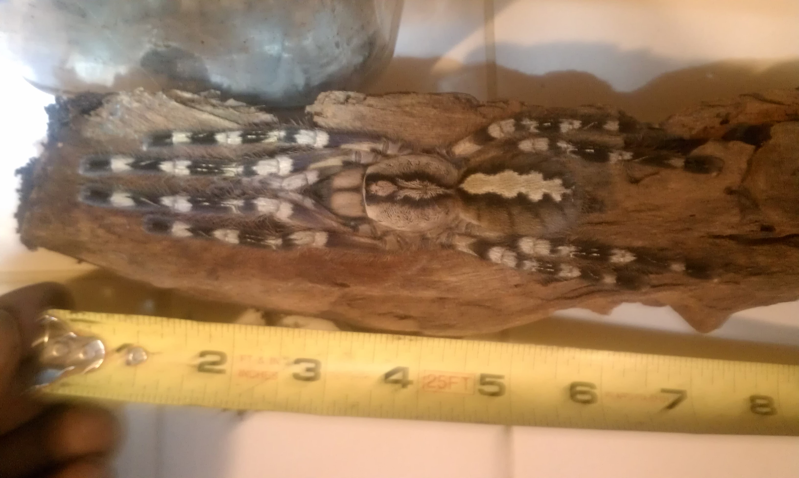 feddie(sri lanka). female