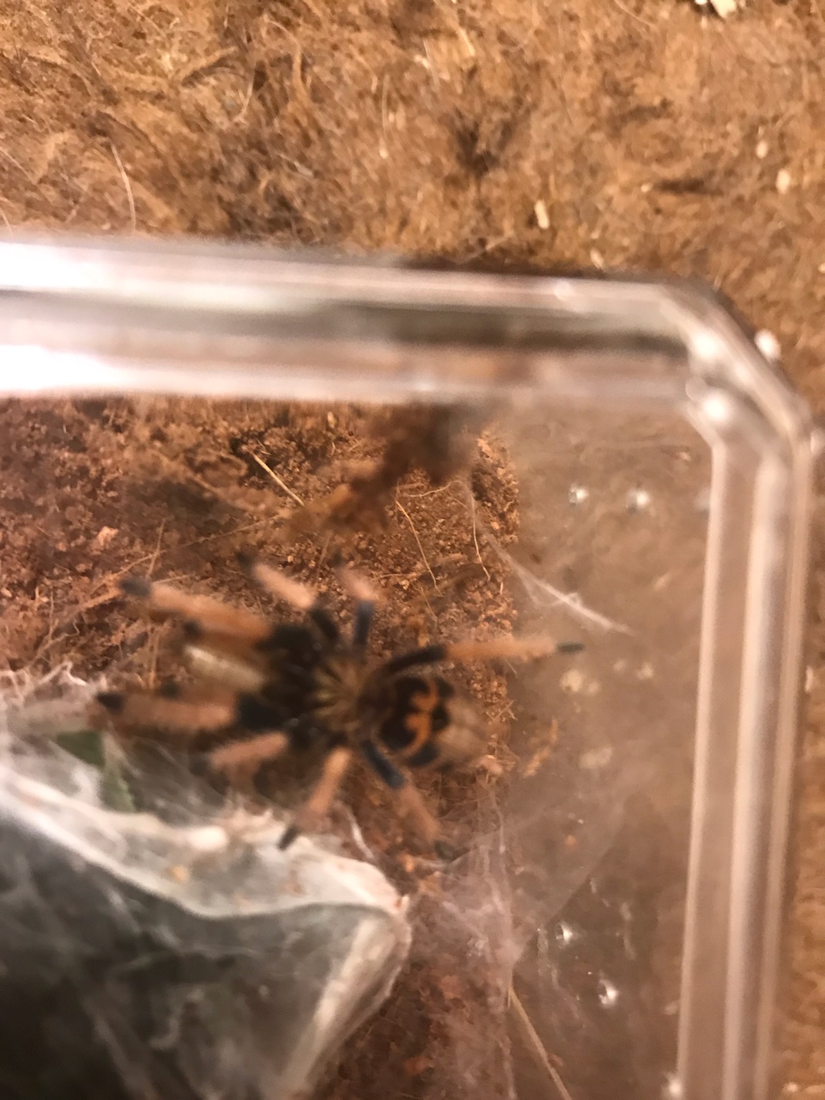 Feeding time...