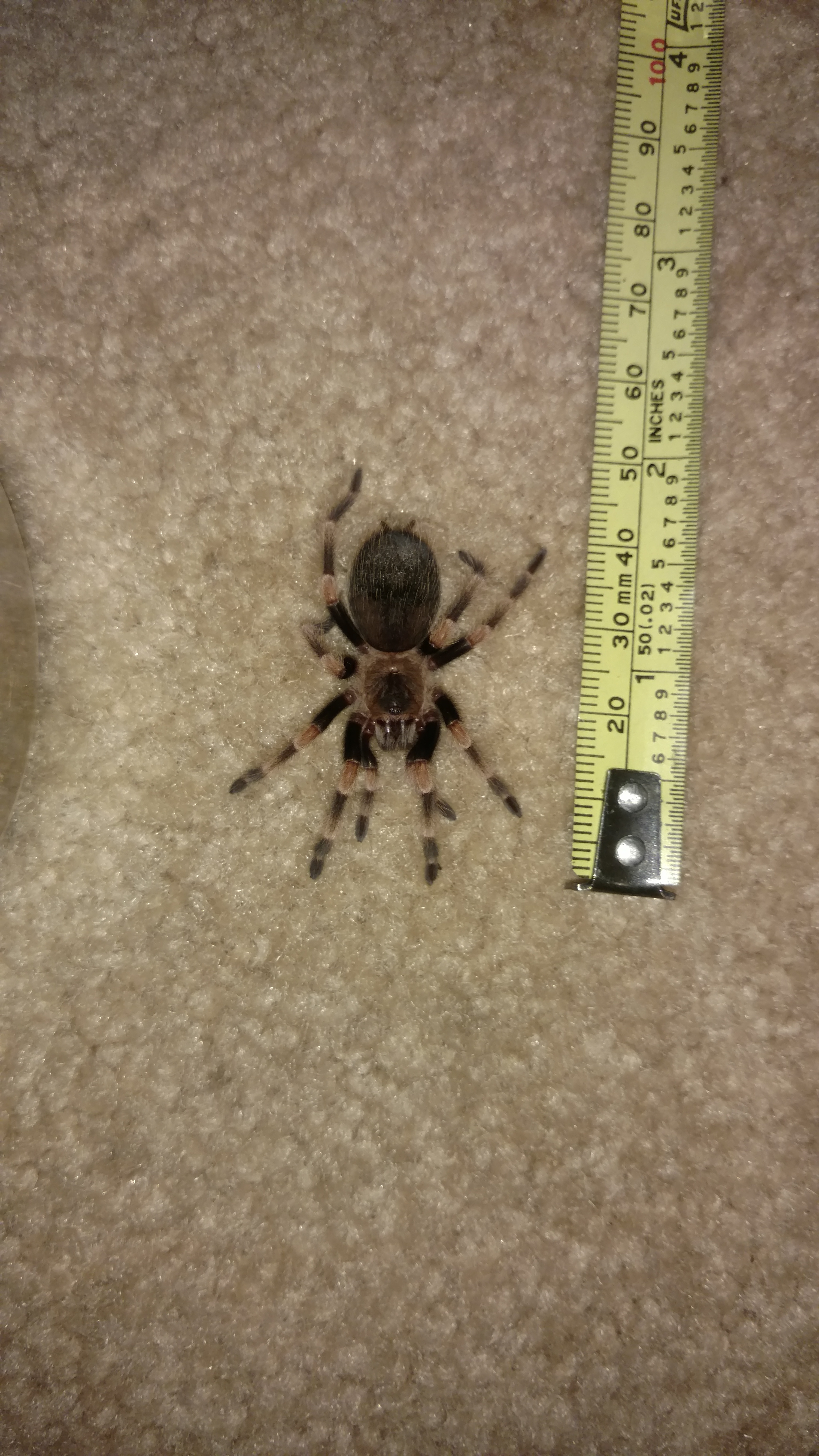 Female Brachypelma annitha