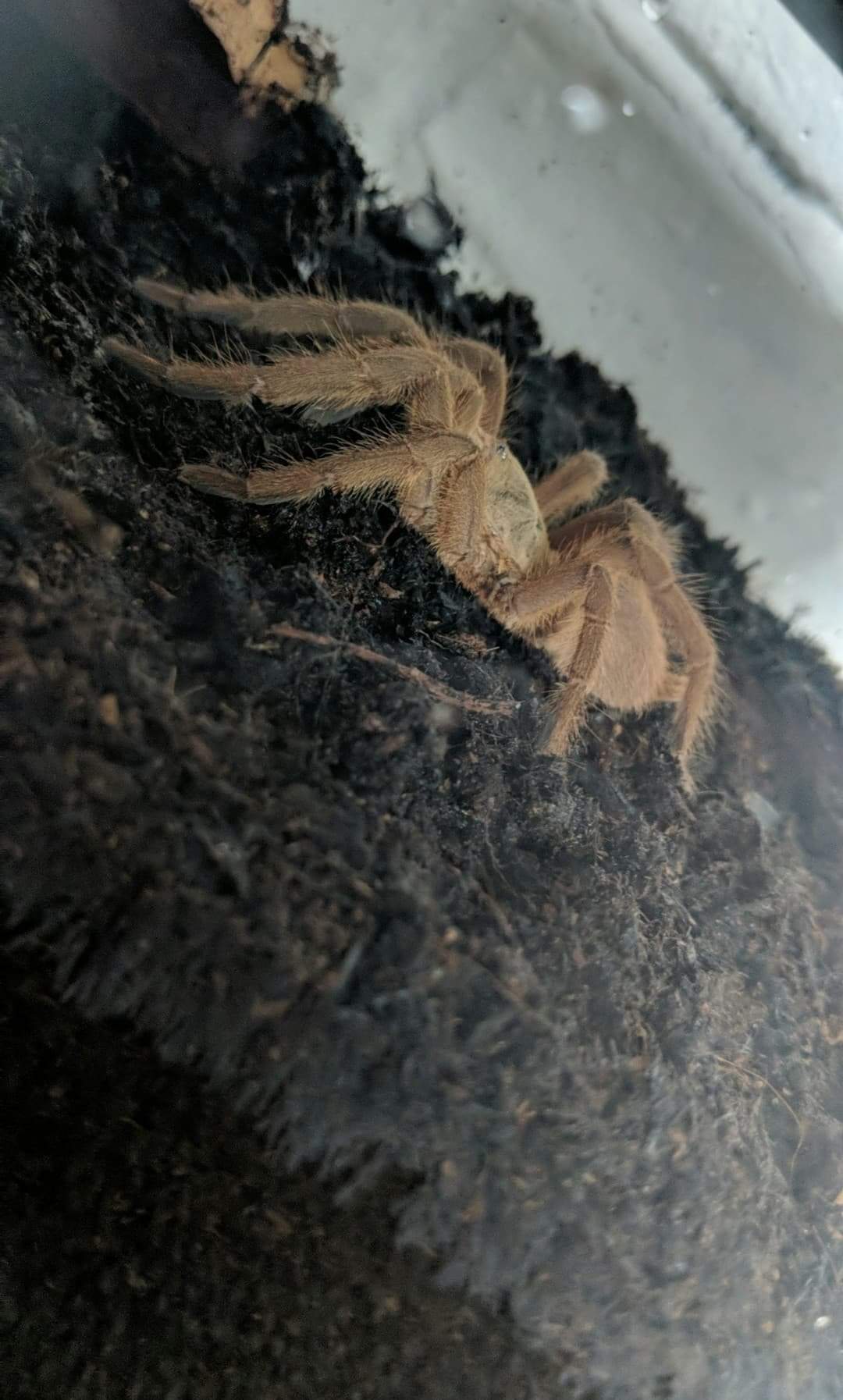 Female Chilobrachys Huahini