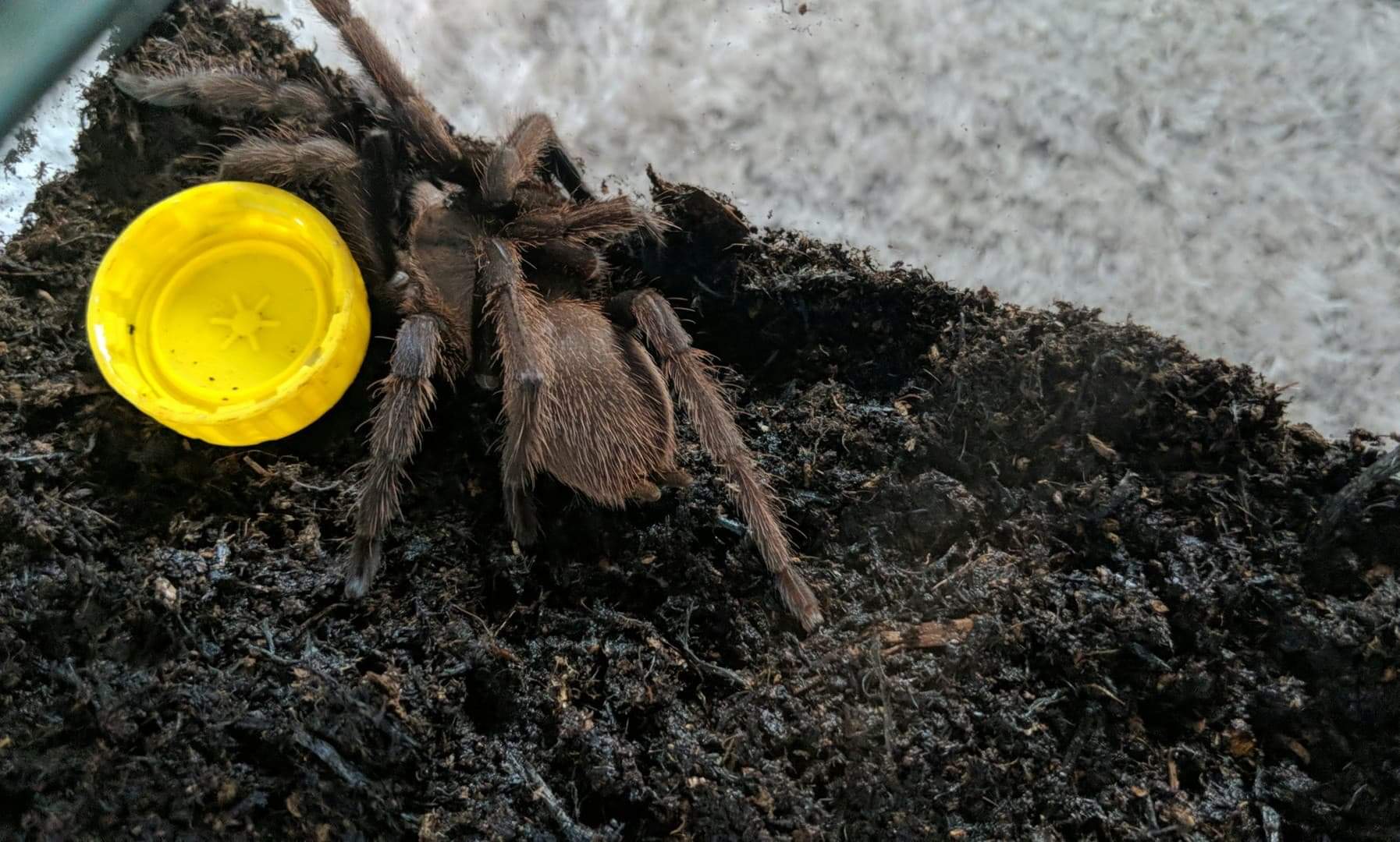 Female Chilobrachys sp Aladdin