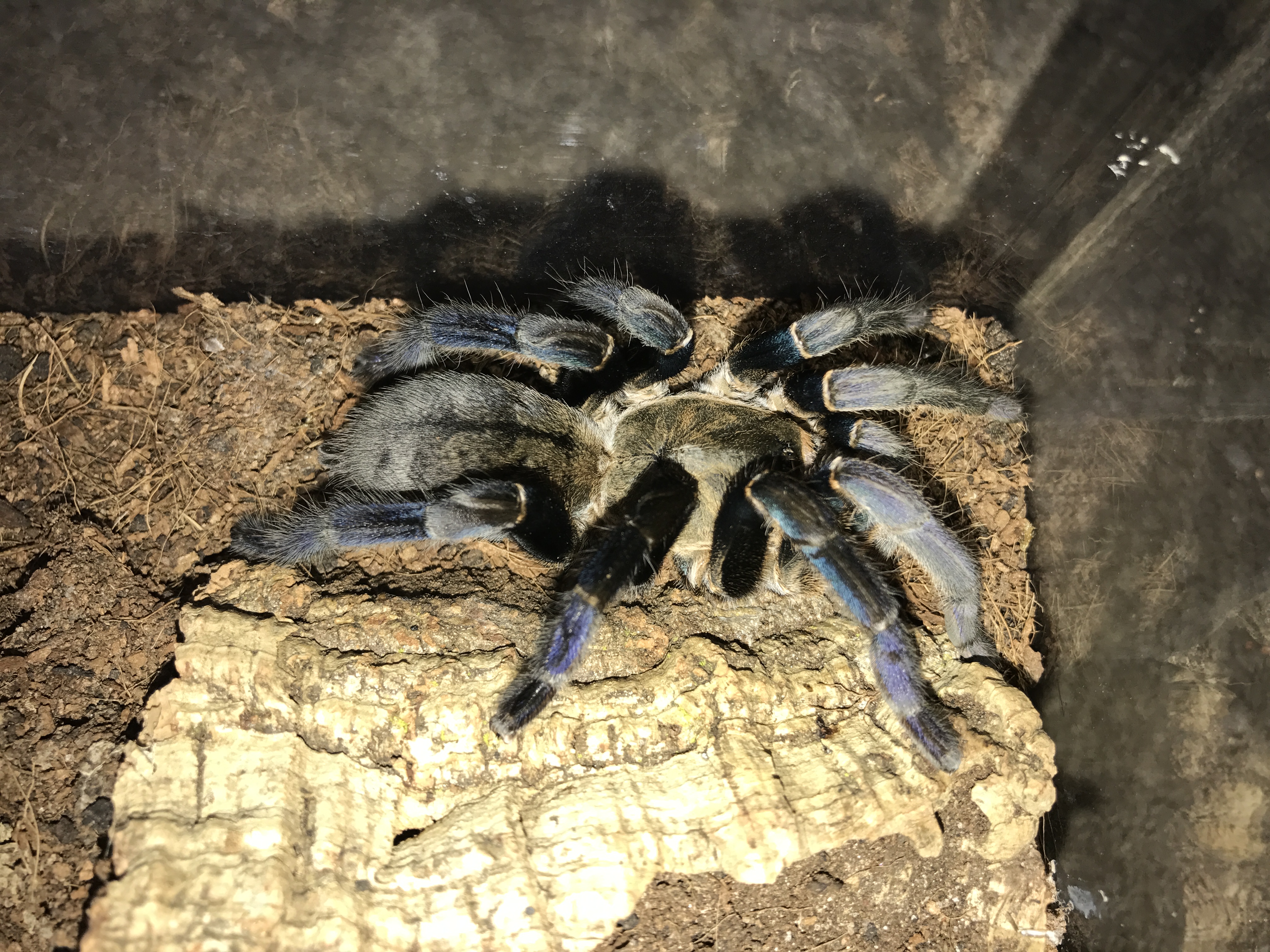 Female cobalt blue
