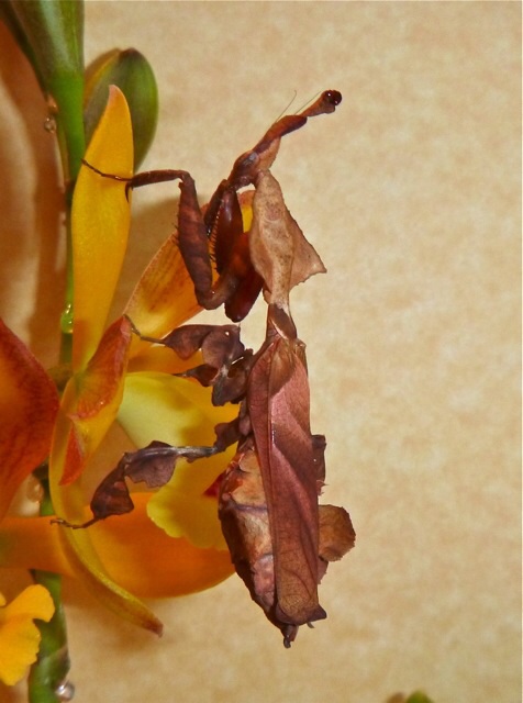 Female ghost mantid