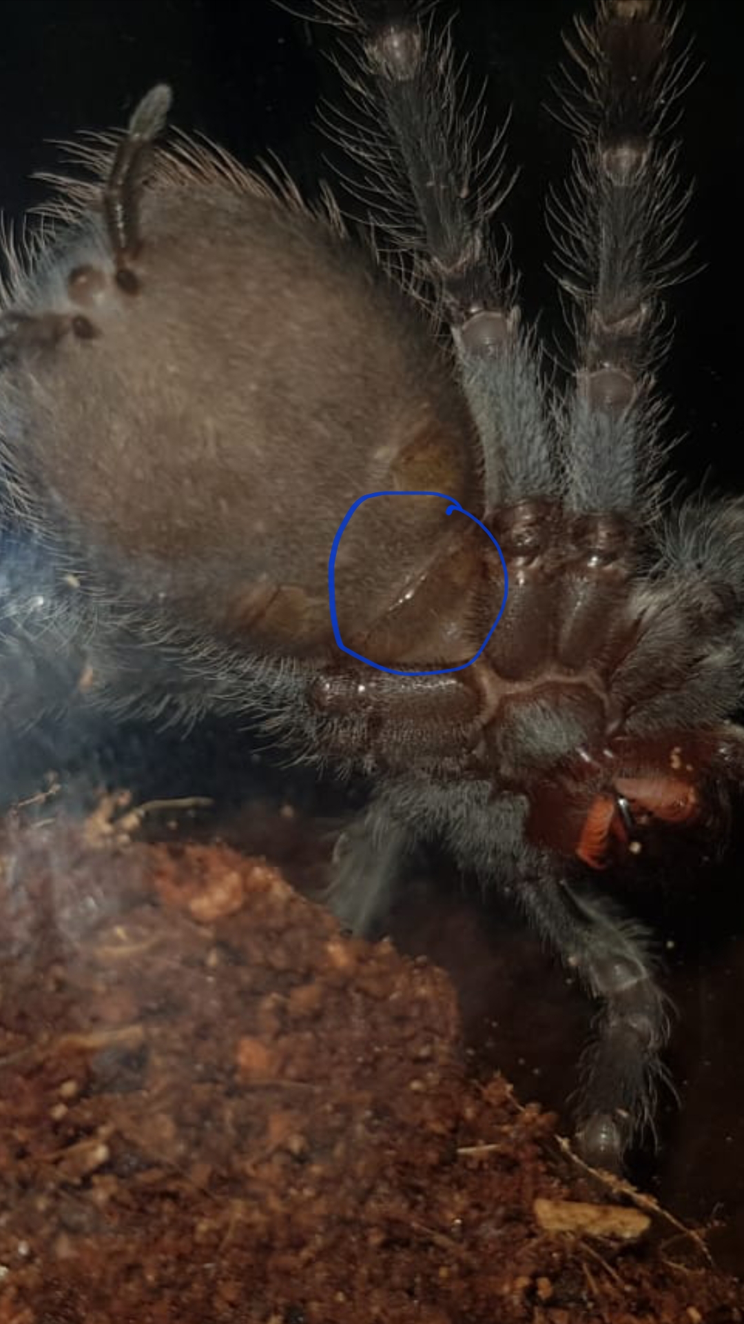 Female? Lasiodora parahybana