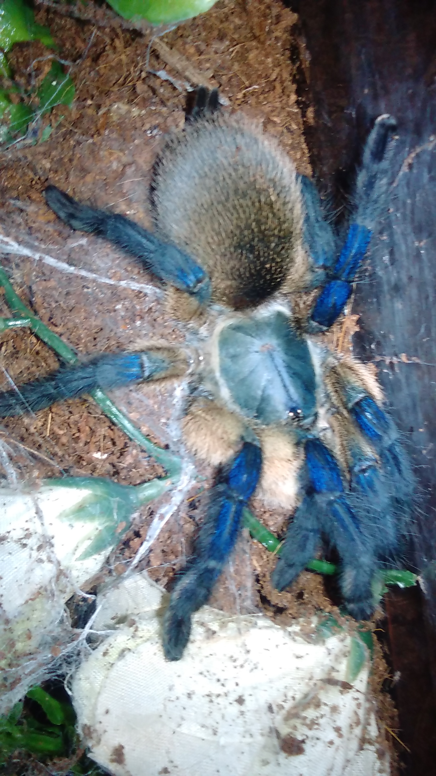 Female M. balfouri