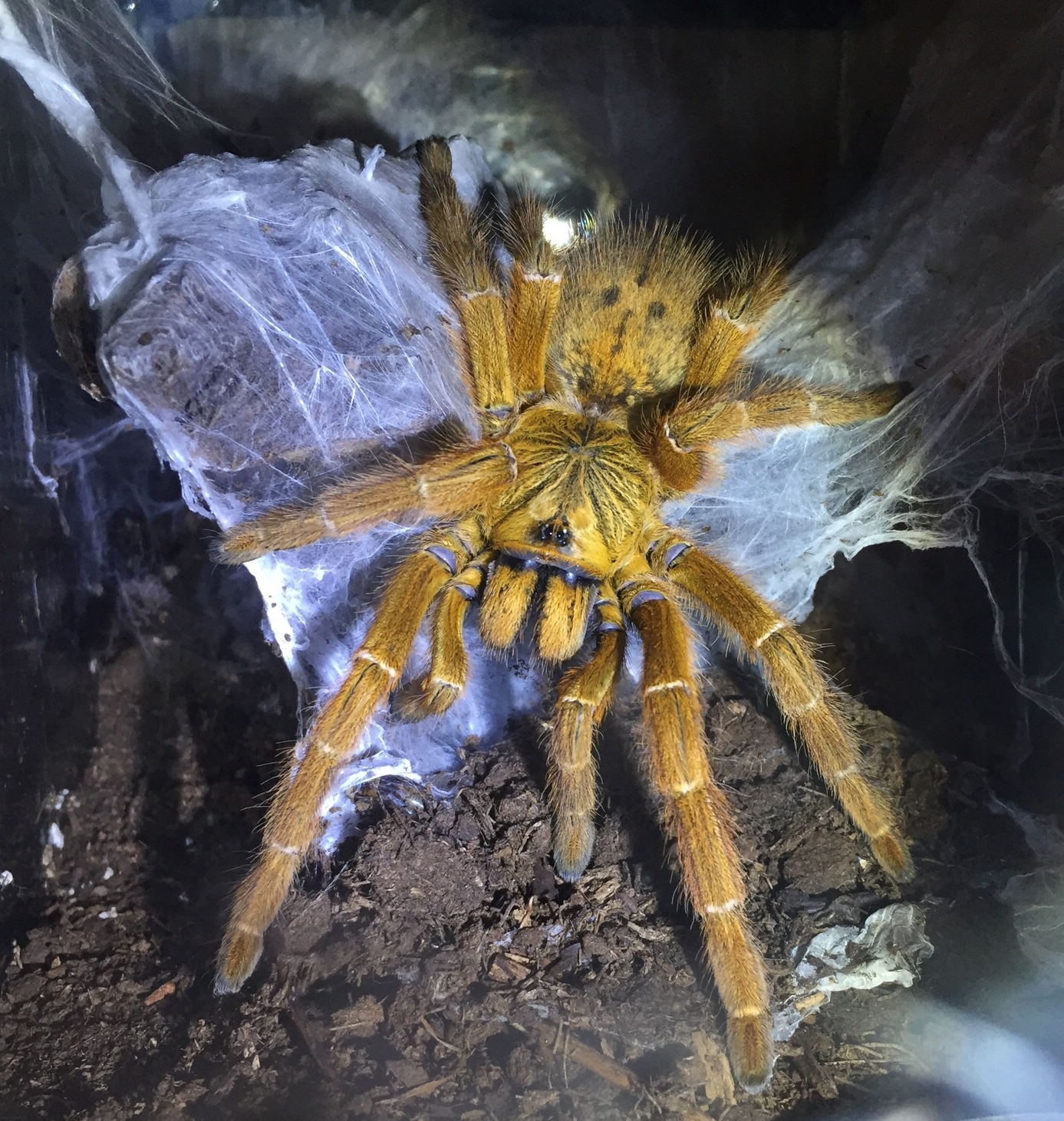Female OBT